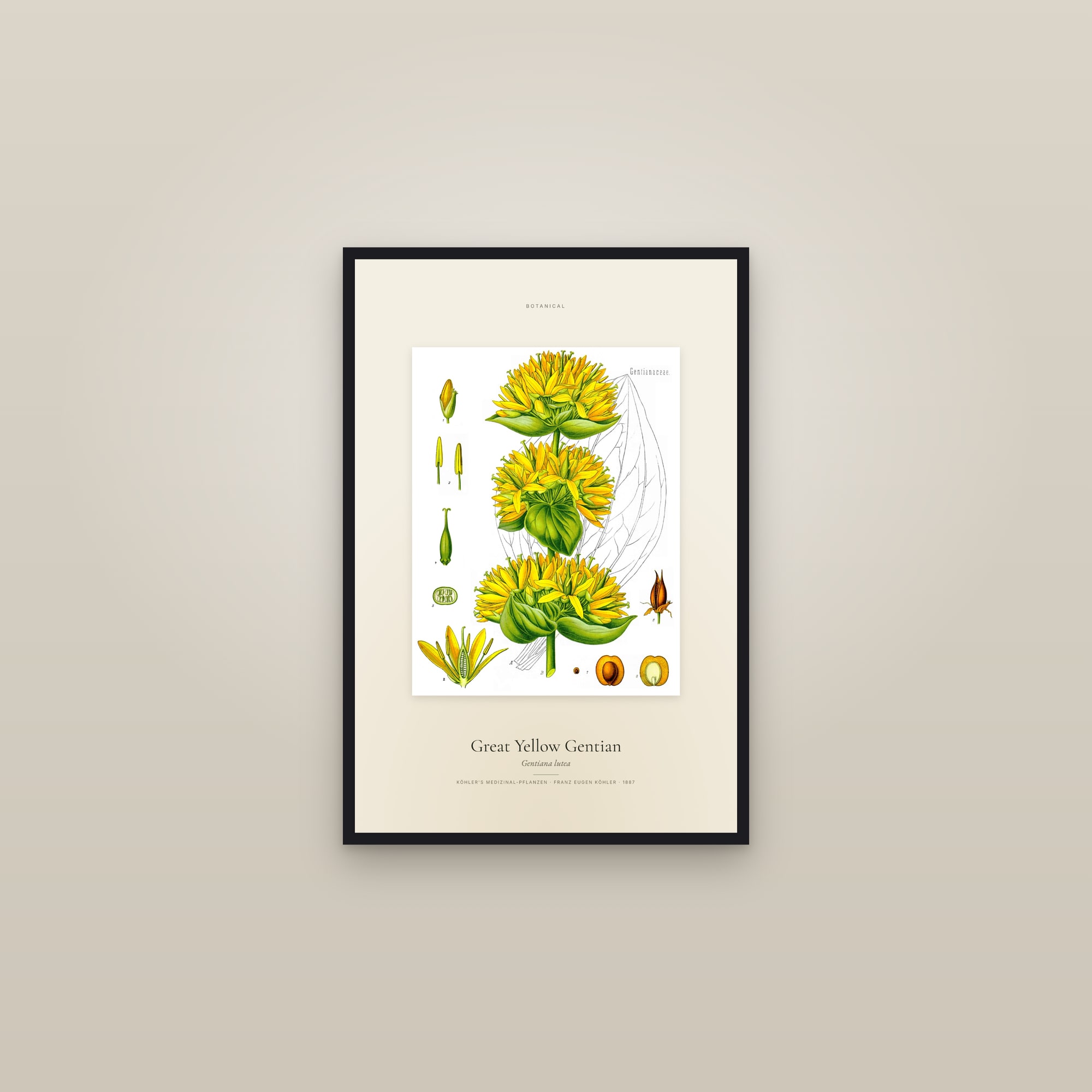Great Yellow Gentian — Specimen — framed in a gallery setting