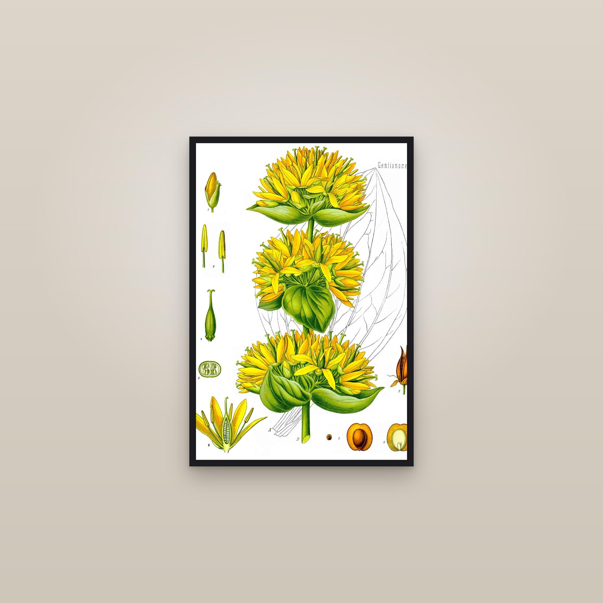 Great Yellow Gentian — framed in a gallery setting