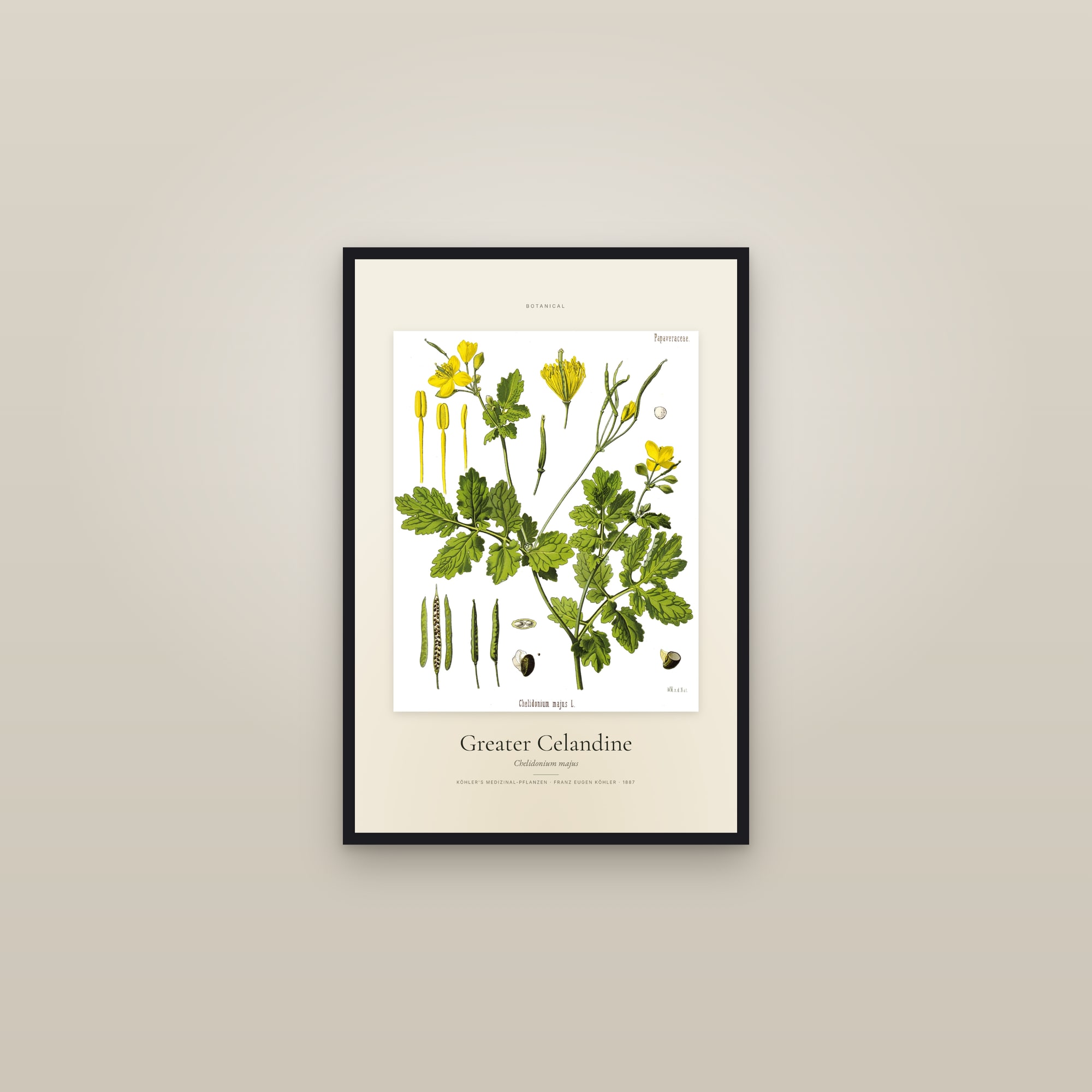 Greater Celandine (Köhler) — Specimen — framed in a gallery setting