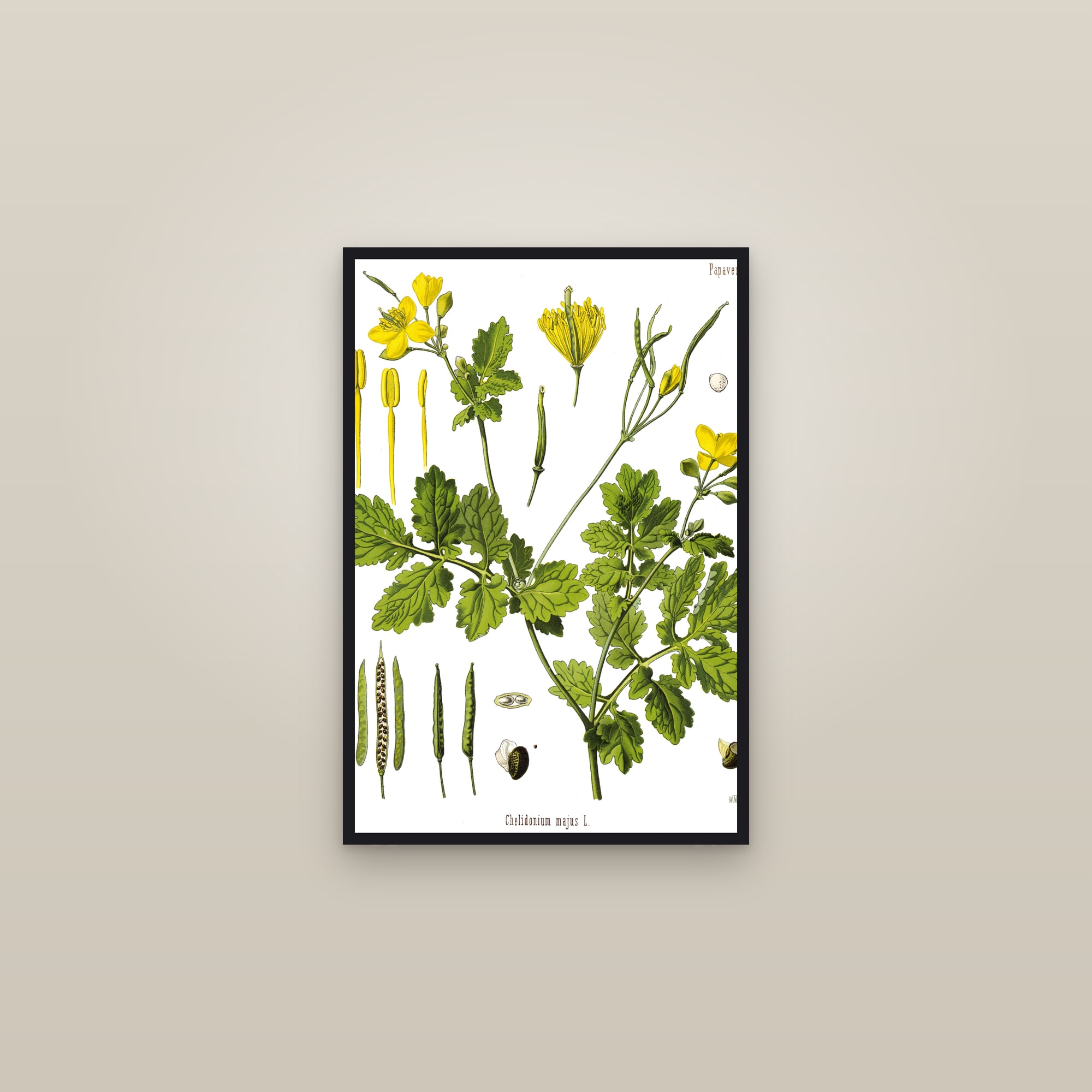 Greater Celandine (Köhler) — framed in a gallery setting
