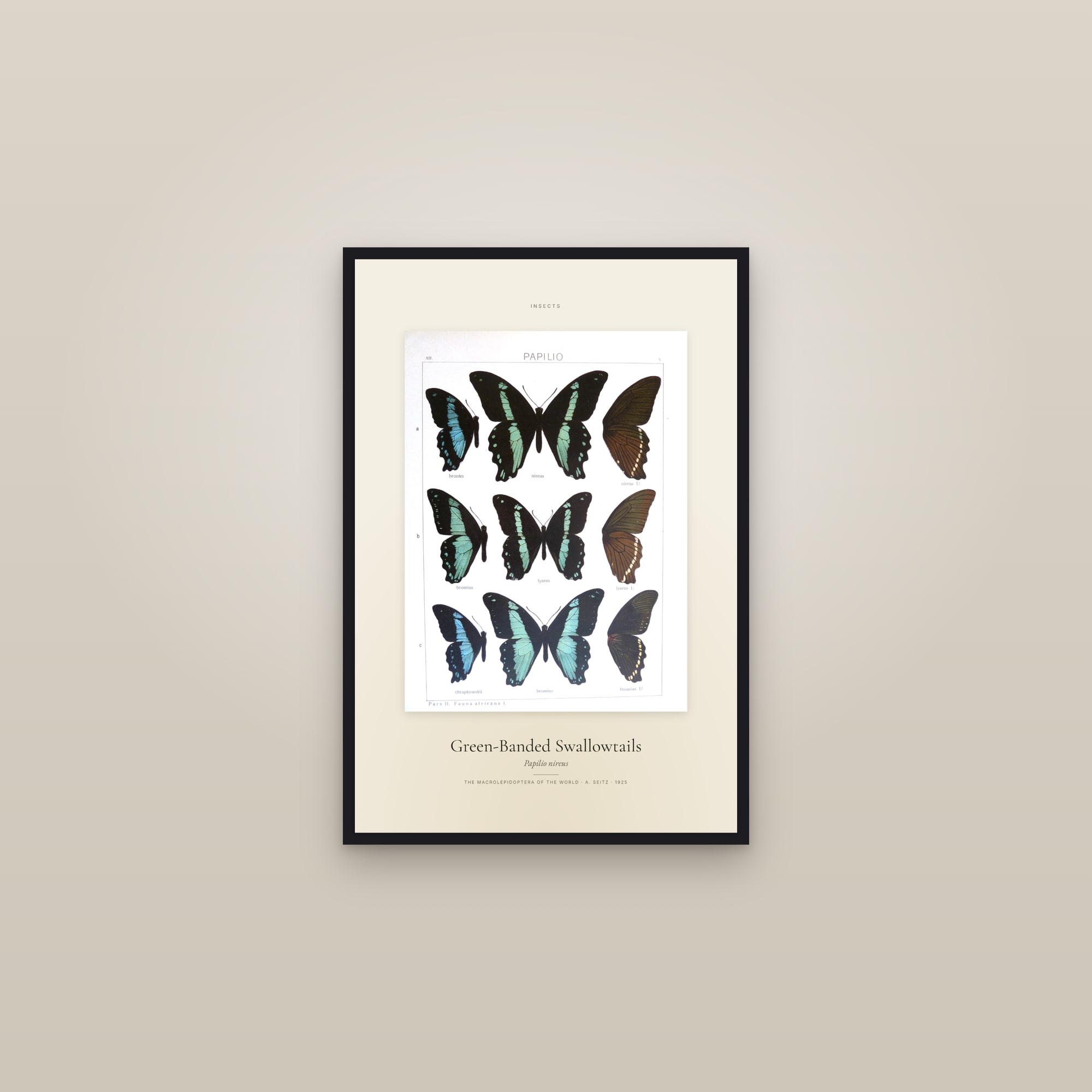 Green-Banded Swallowtails — Specimen — framed in a gallery setting