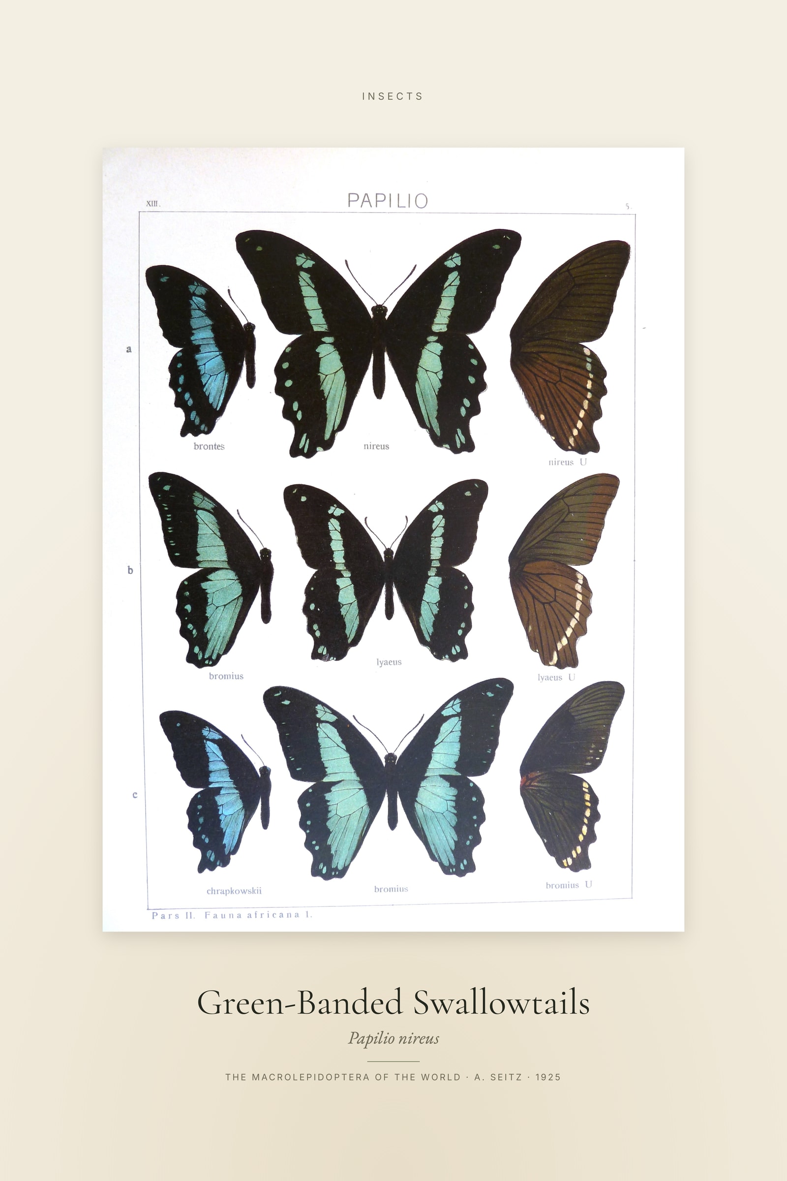 Green-Banded Swallowtails — Specimen