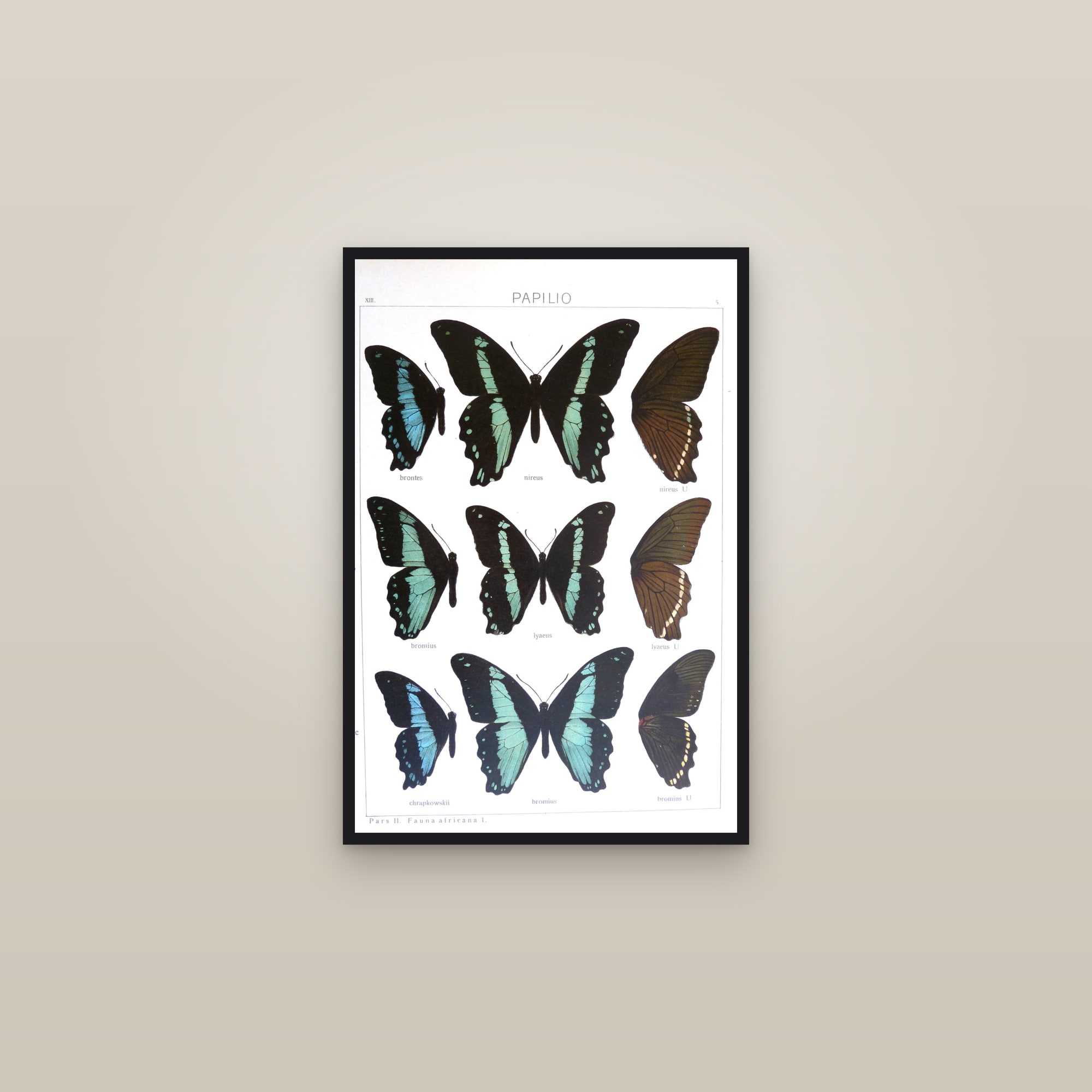 Green-Banded Swallowtails — framed in a gallery setting