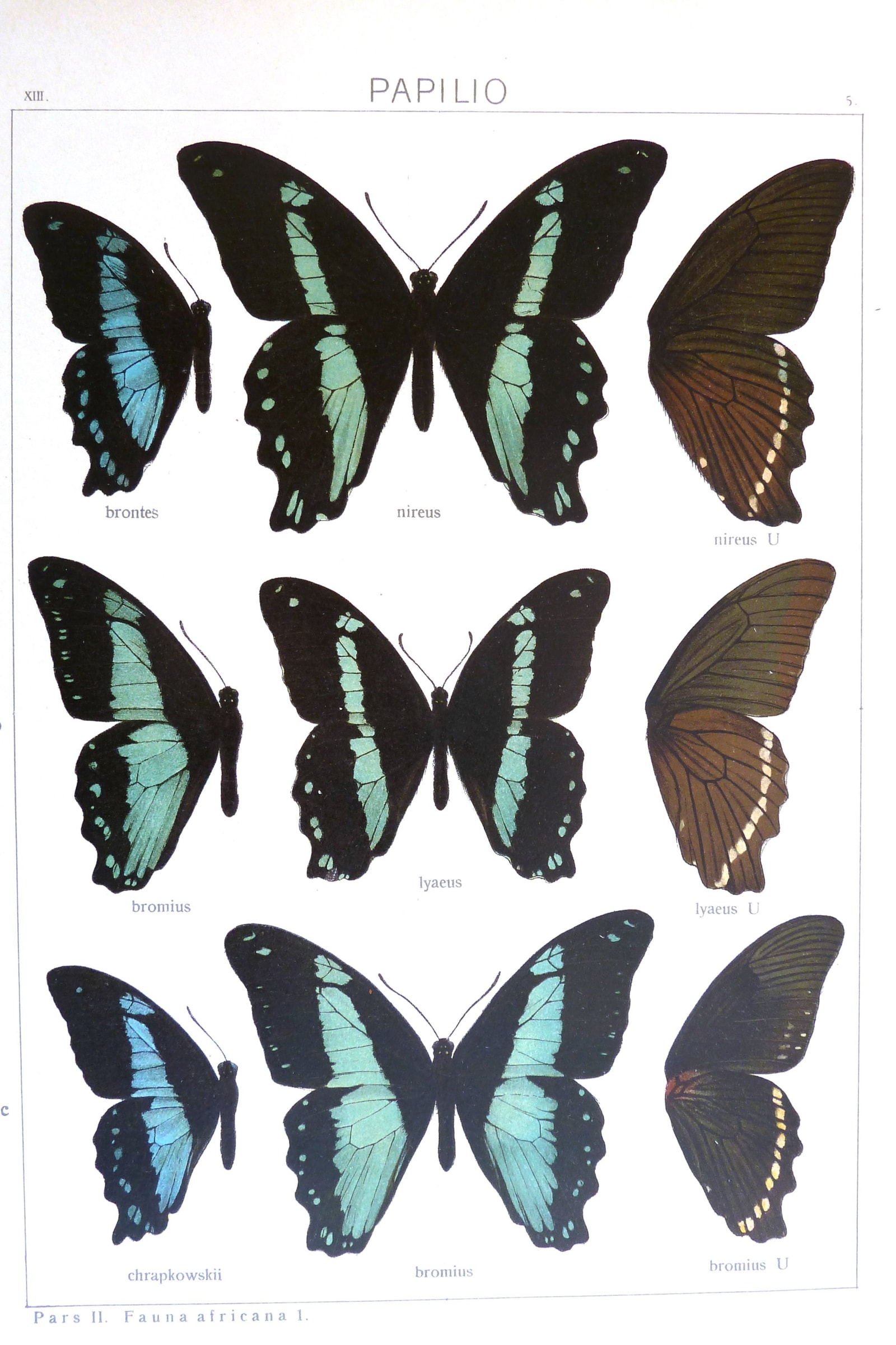 Green-Banded Swallowtails