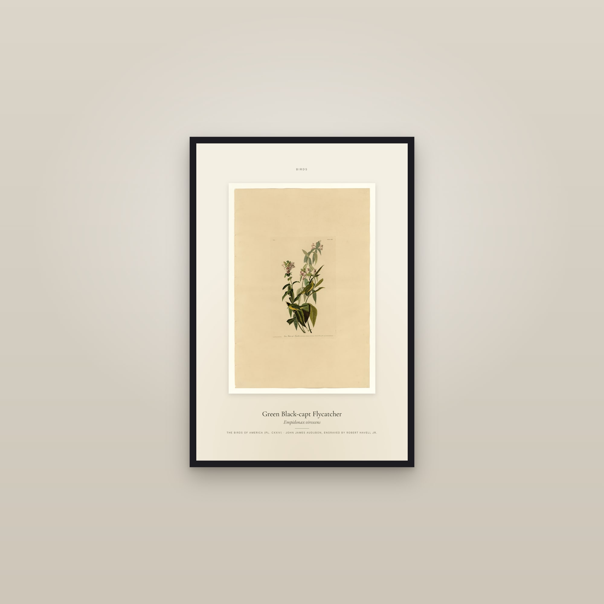 Green Black-capt Flycatcher — Specimen — framed in a gallery setting
