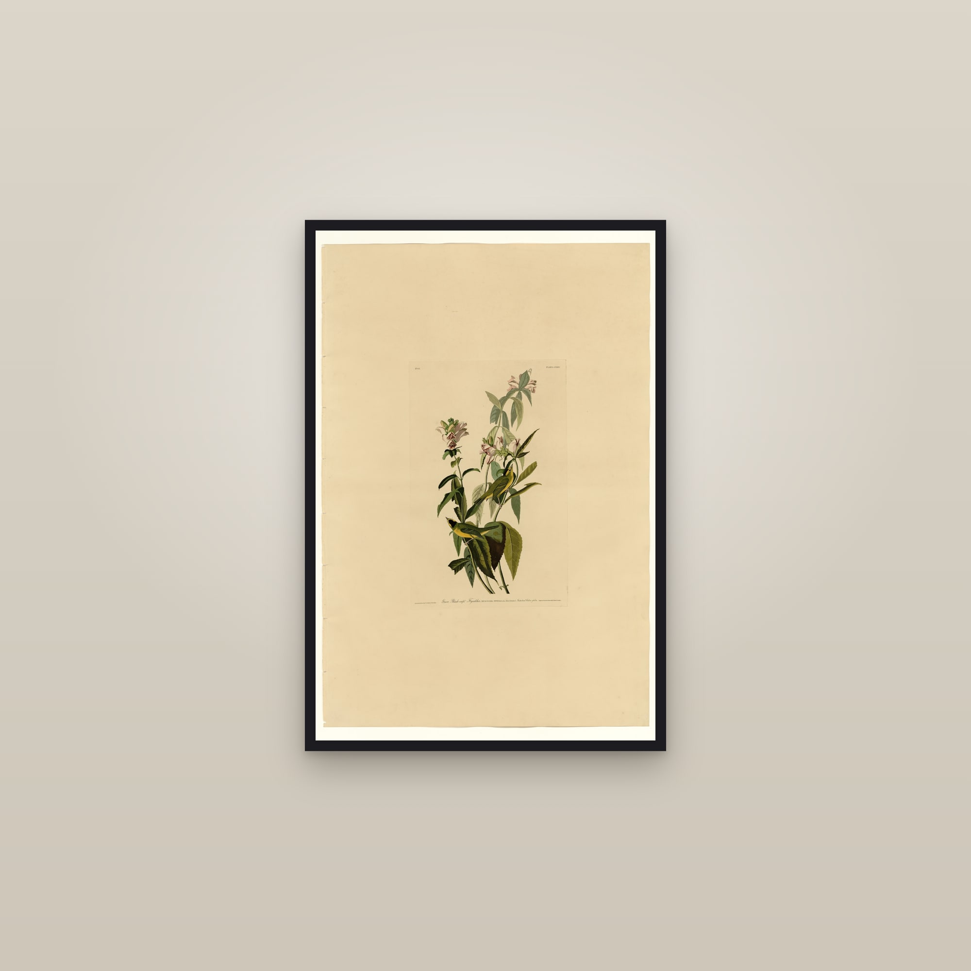 Green Black-capt Flycatcher — framed in a gallery setting