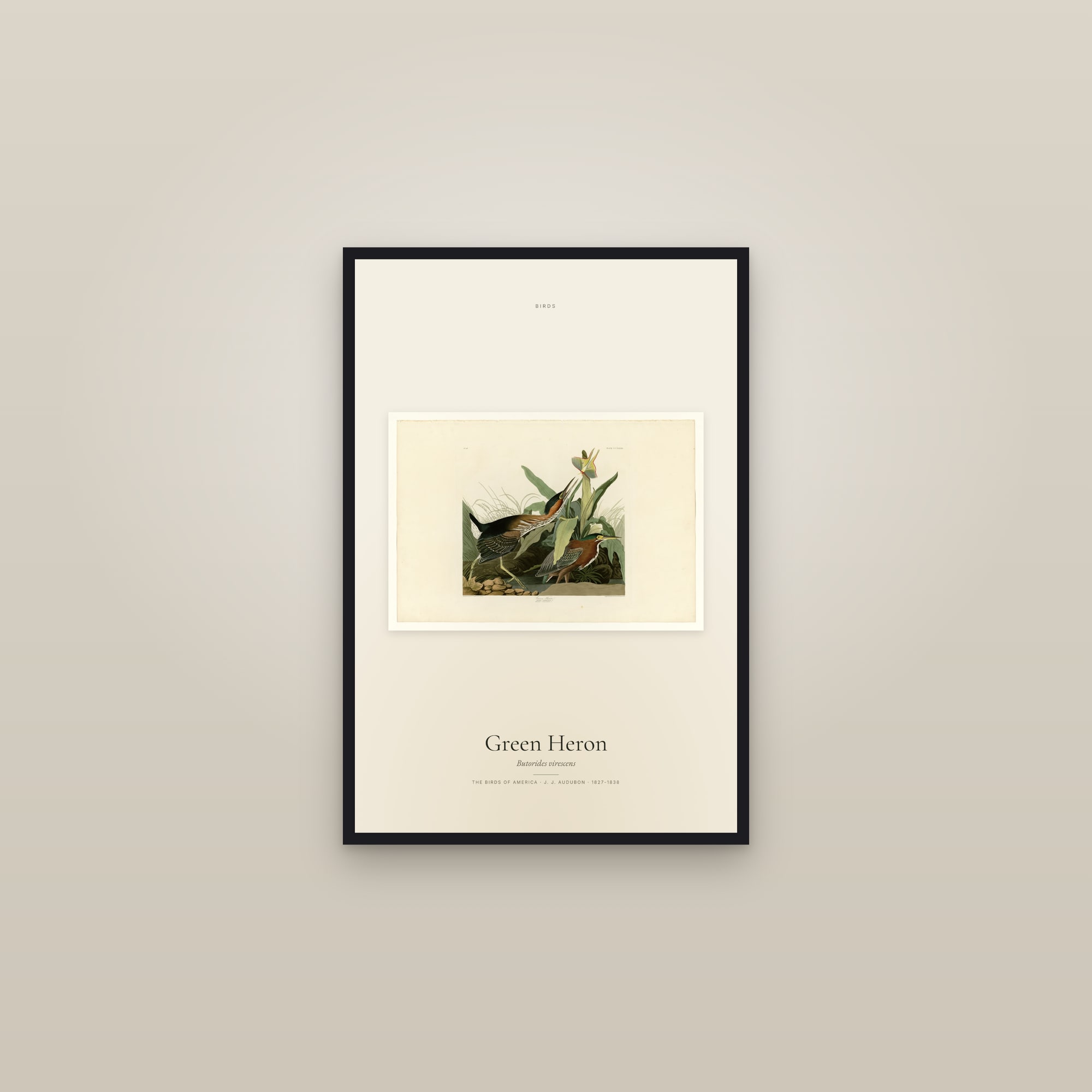 Green Heron — framed in a gallery setting