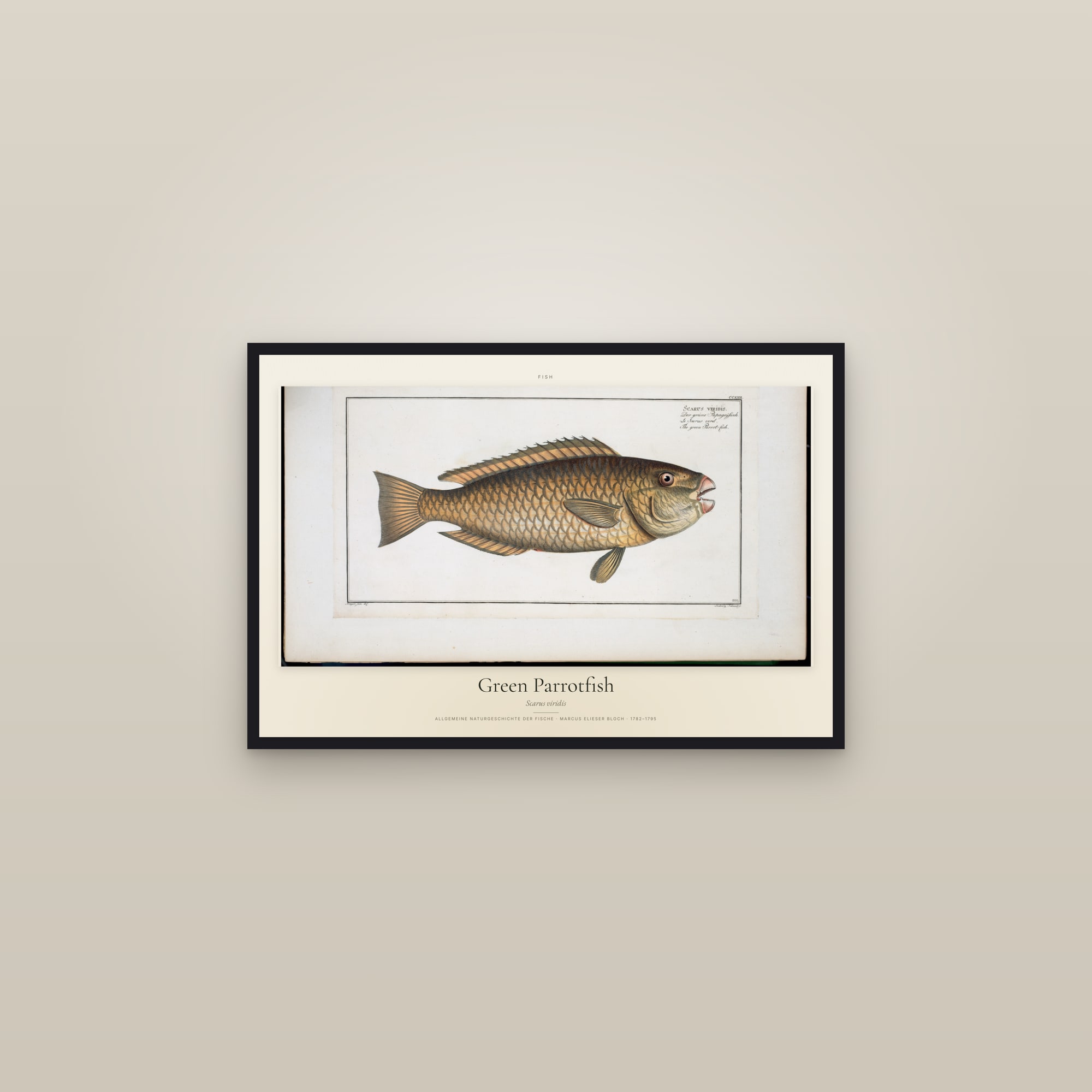 Green Parrotfish — framed in a gallery setting