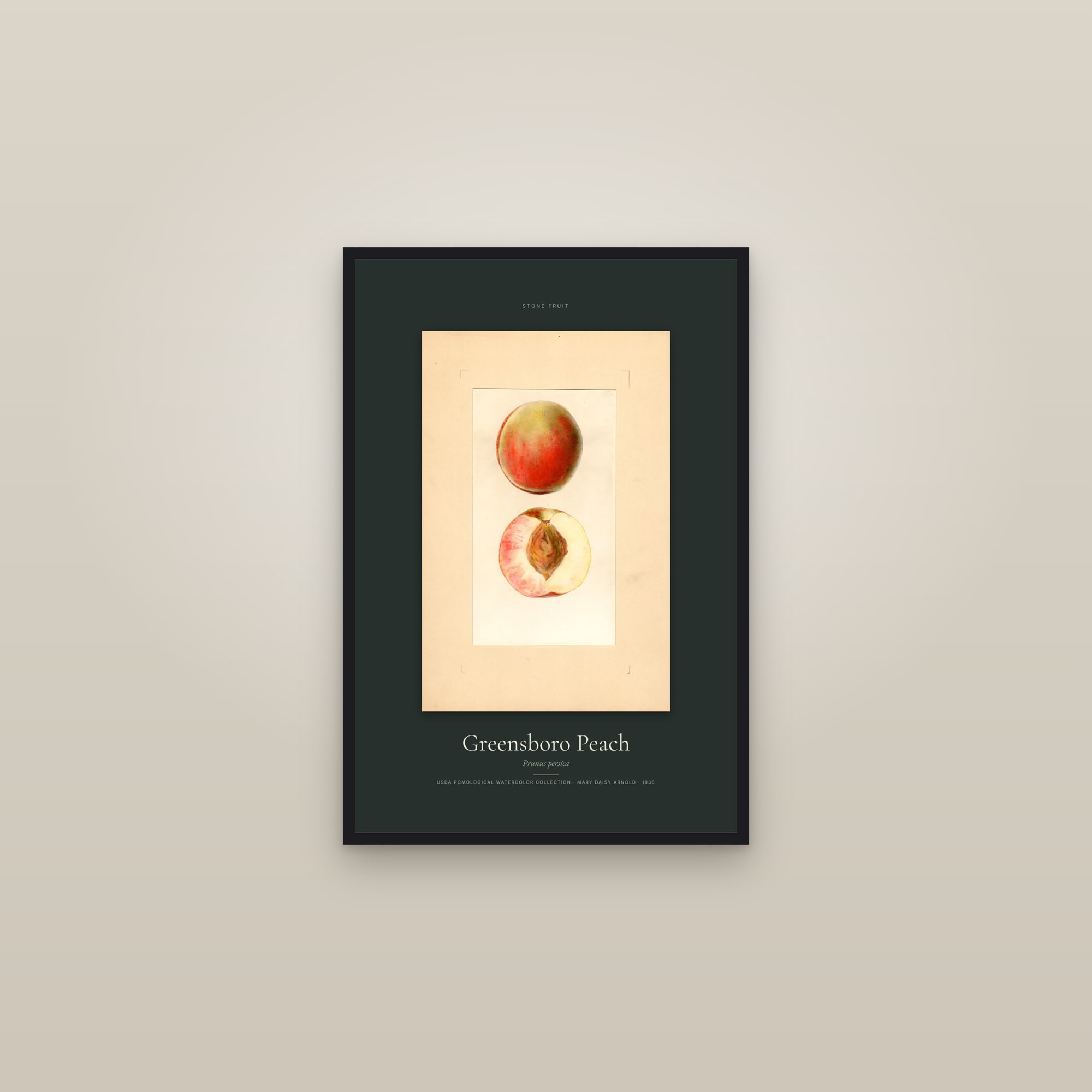 Greensboro Peach — Specimen — framed in a gallery setting