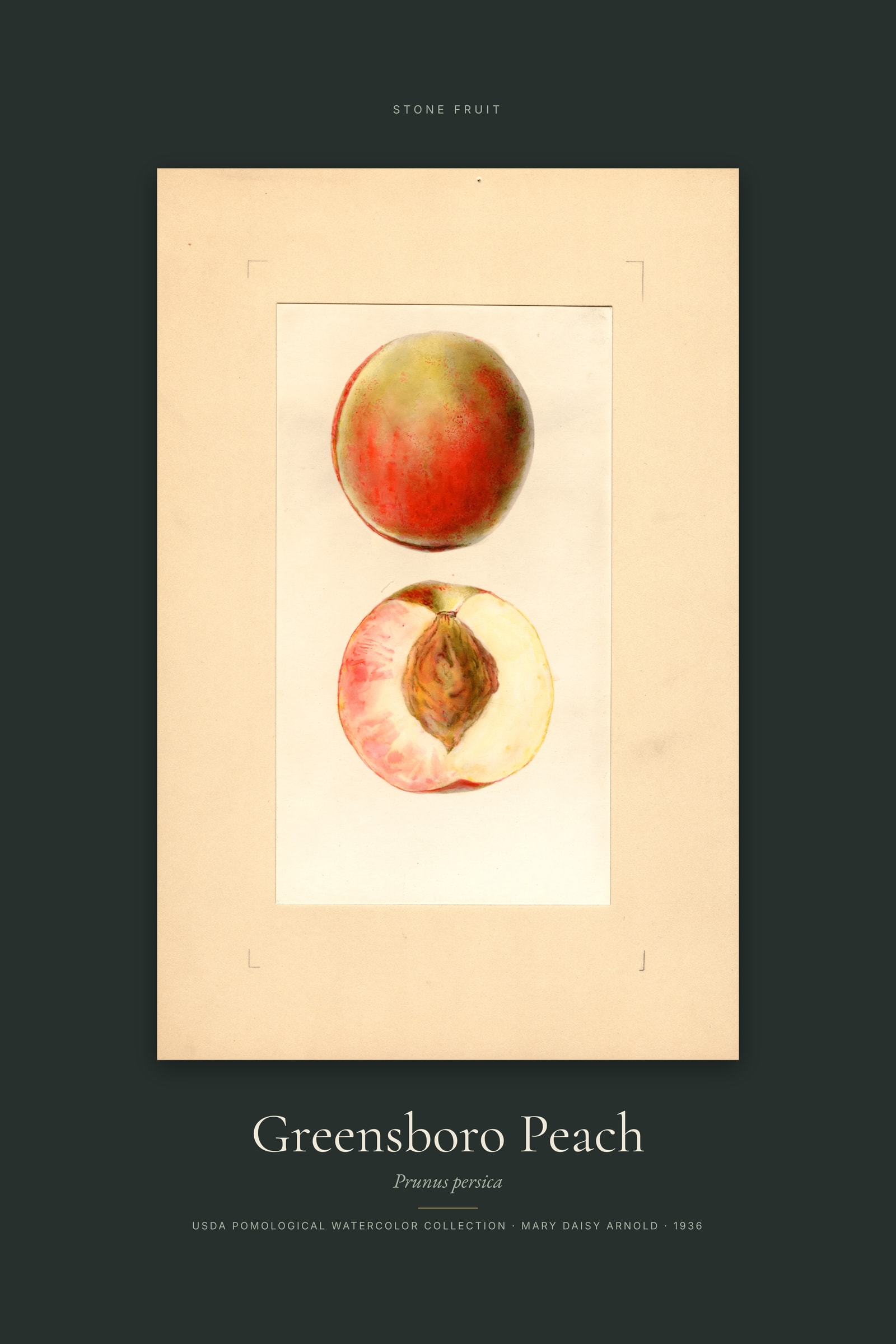 Greensboro Peach — Specimen