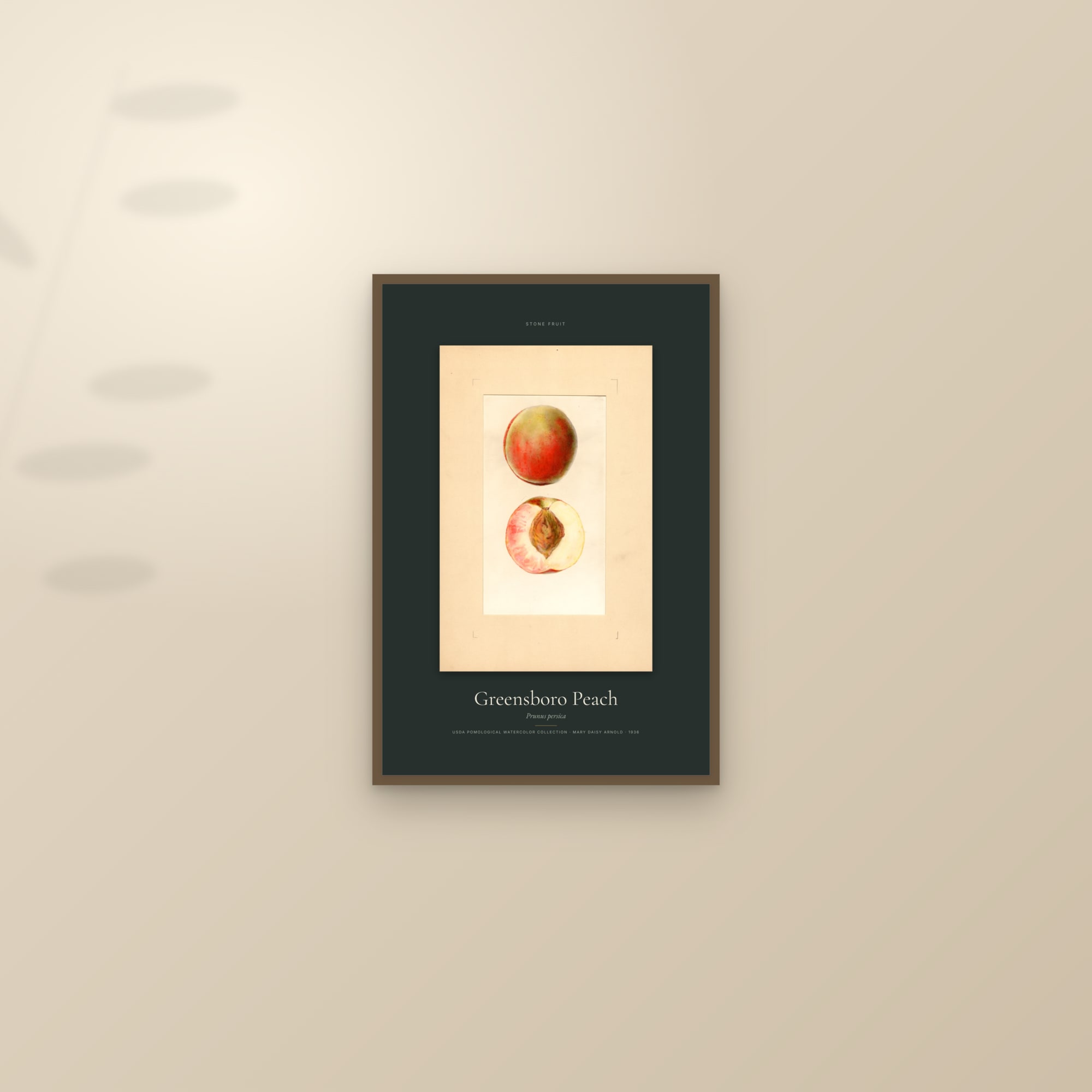 Greensboro Peach — Specimen — framed and styled on a sunlit wall