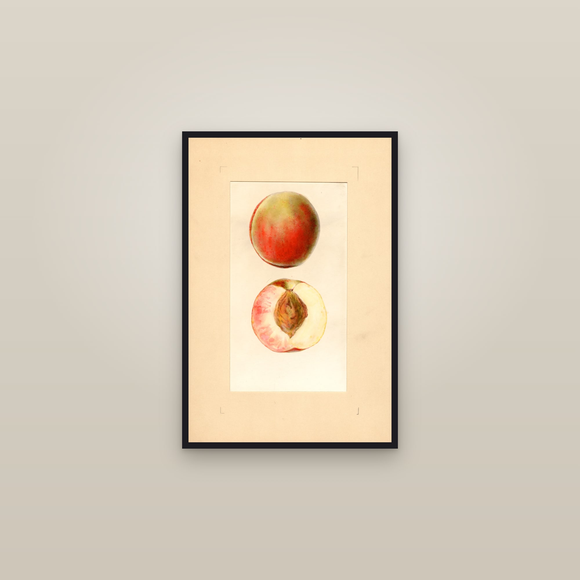 Greensboro Peach — framed in a gallery setting