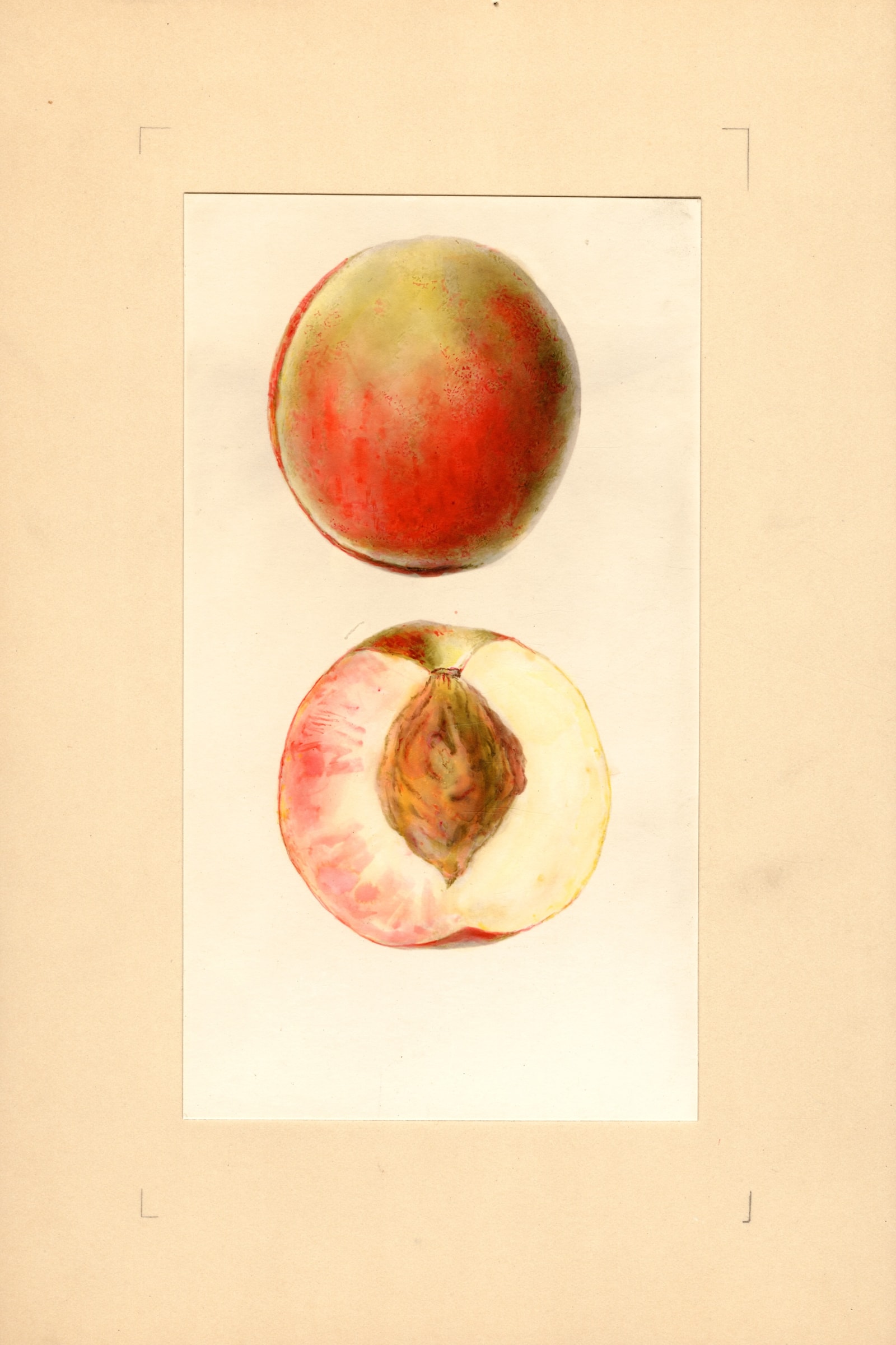 Greensboro Peach