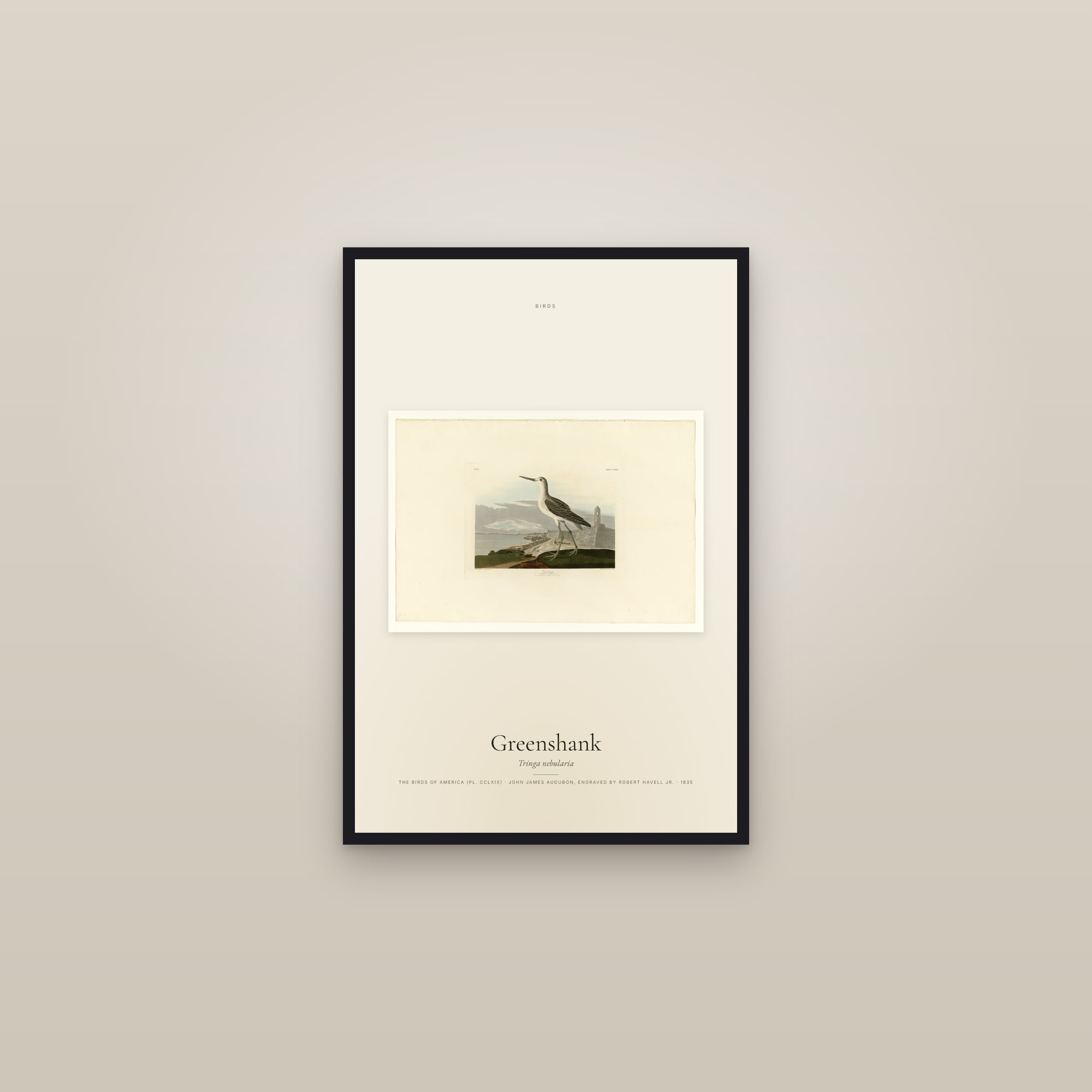 Greenshank — framed in a gallery setting