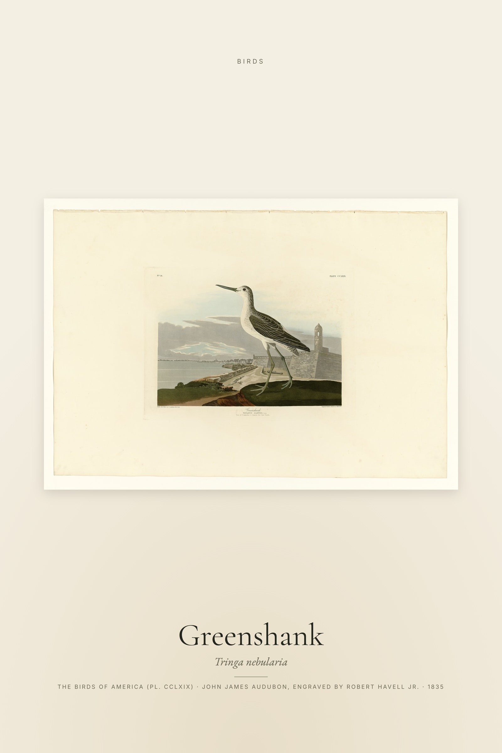 Greenshank