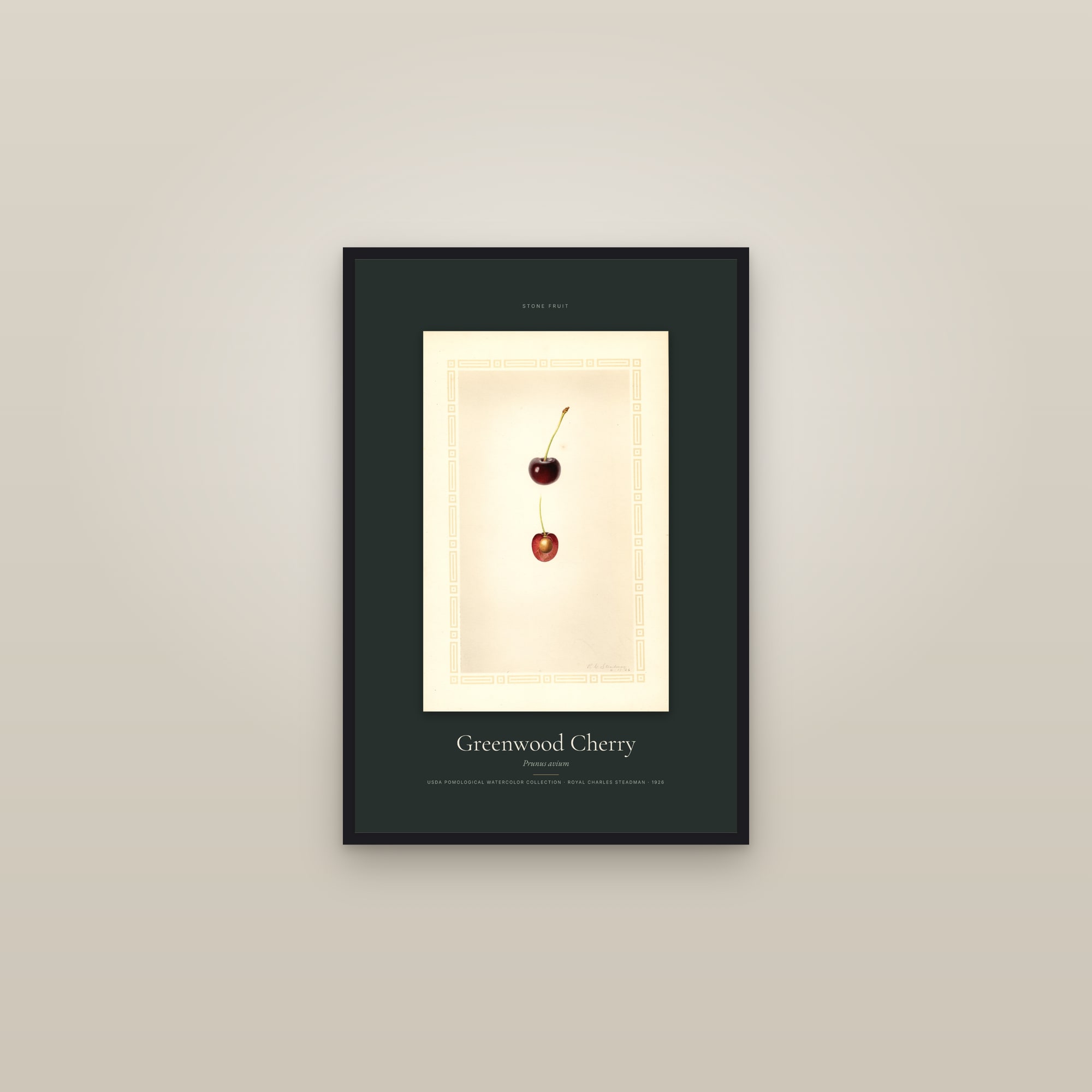 Greenwood Cherry — Specimen — framed in a gallery setting