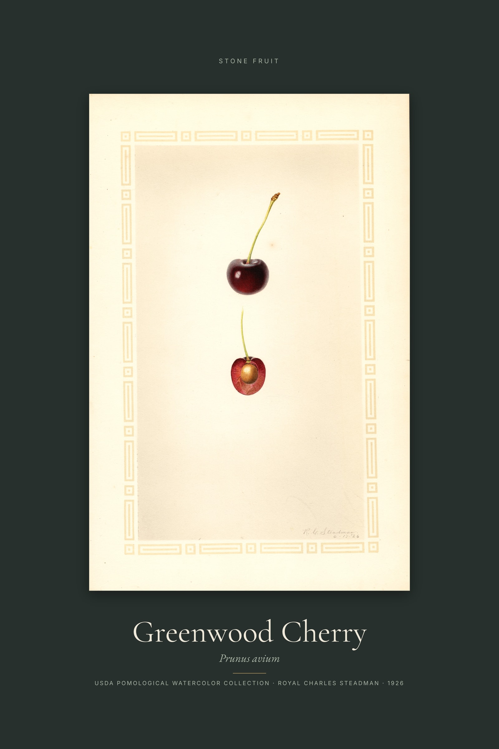 Greenwood Cherry — Specimen