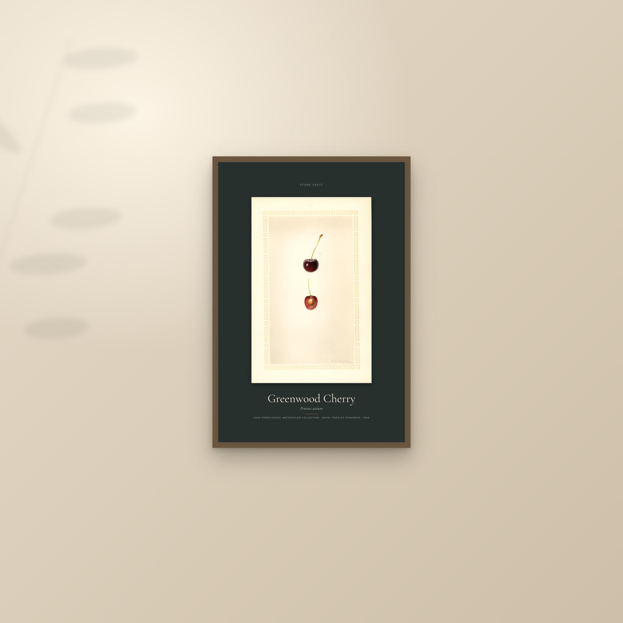 Greenwood Cherry — Specimen — framed and styled on a sunlit wall
