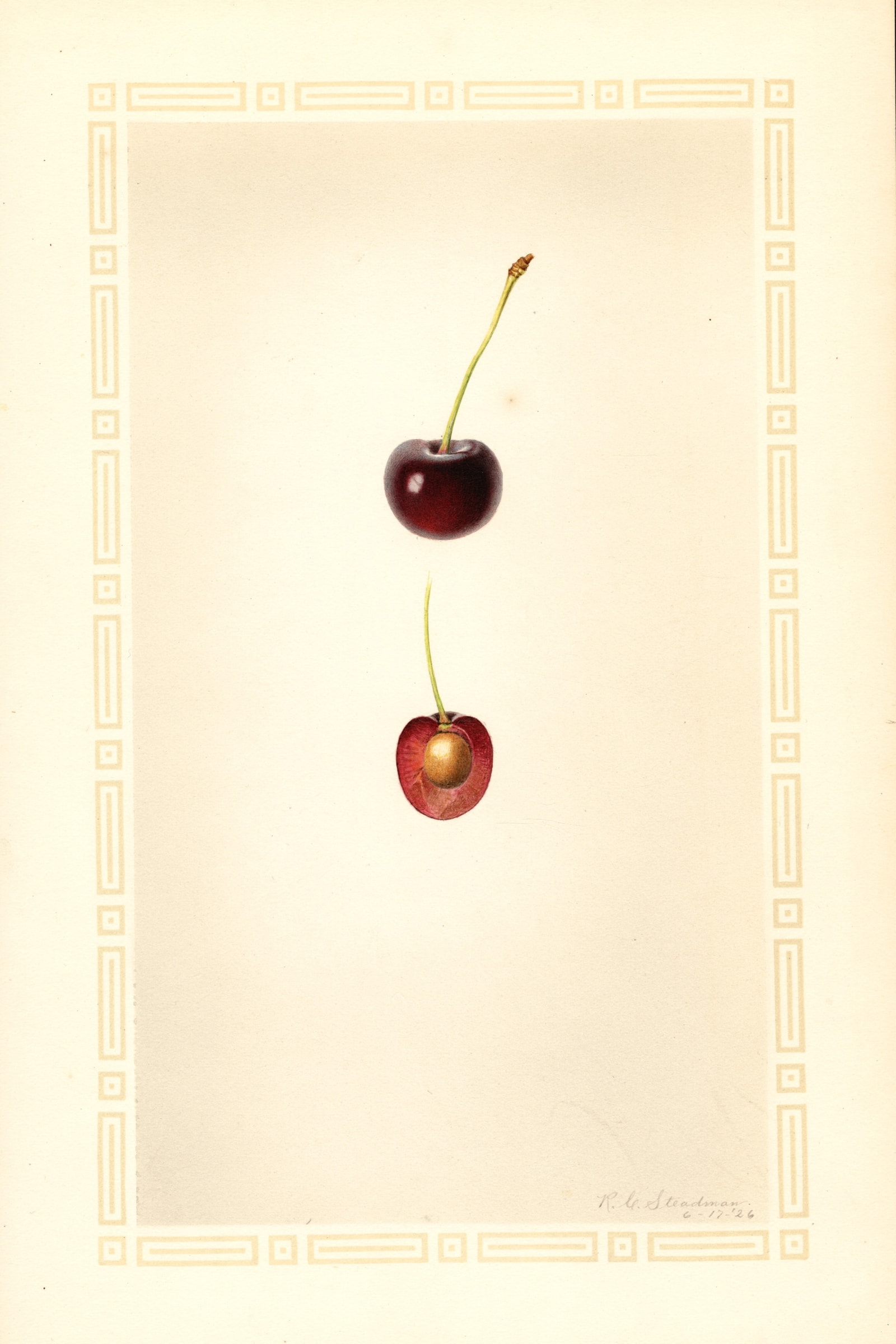 Greenwood Cherry