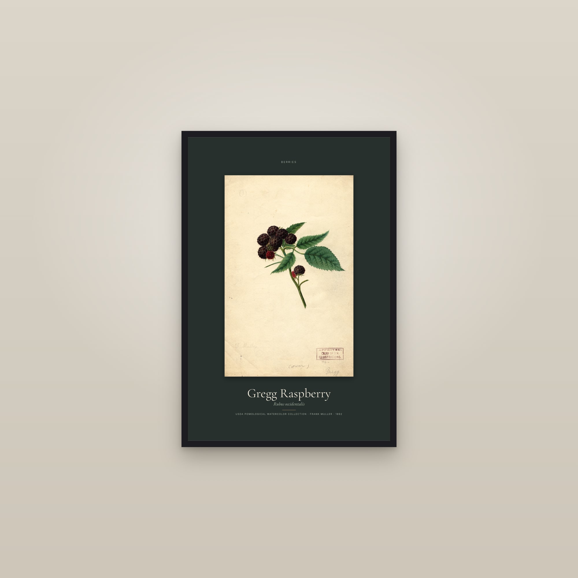 Gregg Raspberry — Specimen — framed in a gallery setting