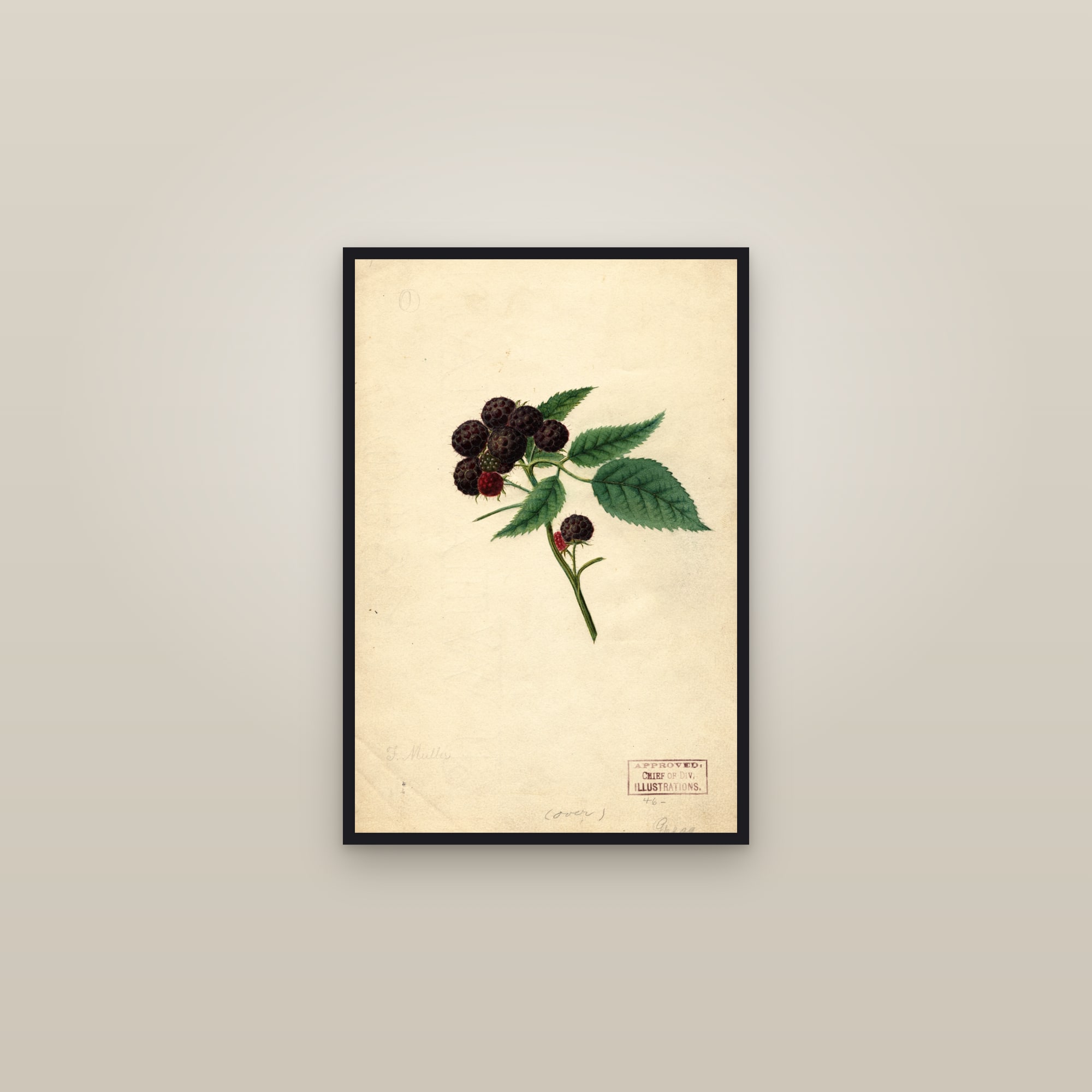 Gregg Raspberry — framed in a gallery setting