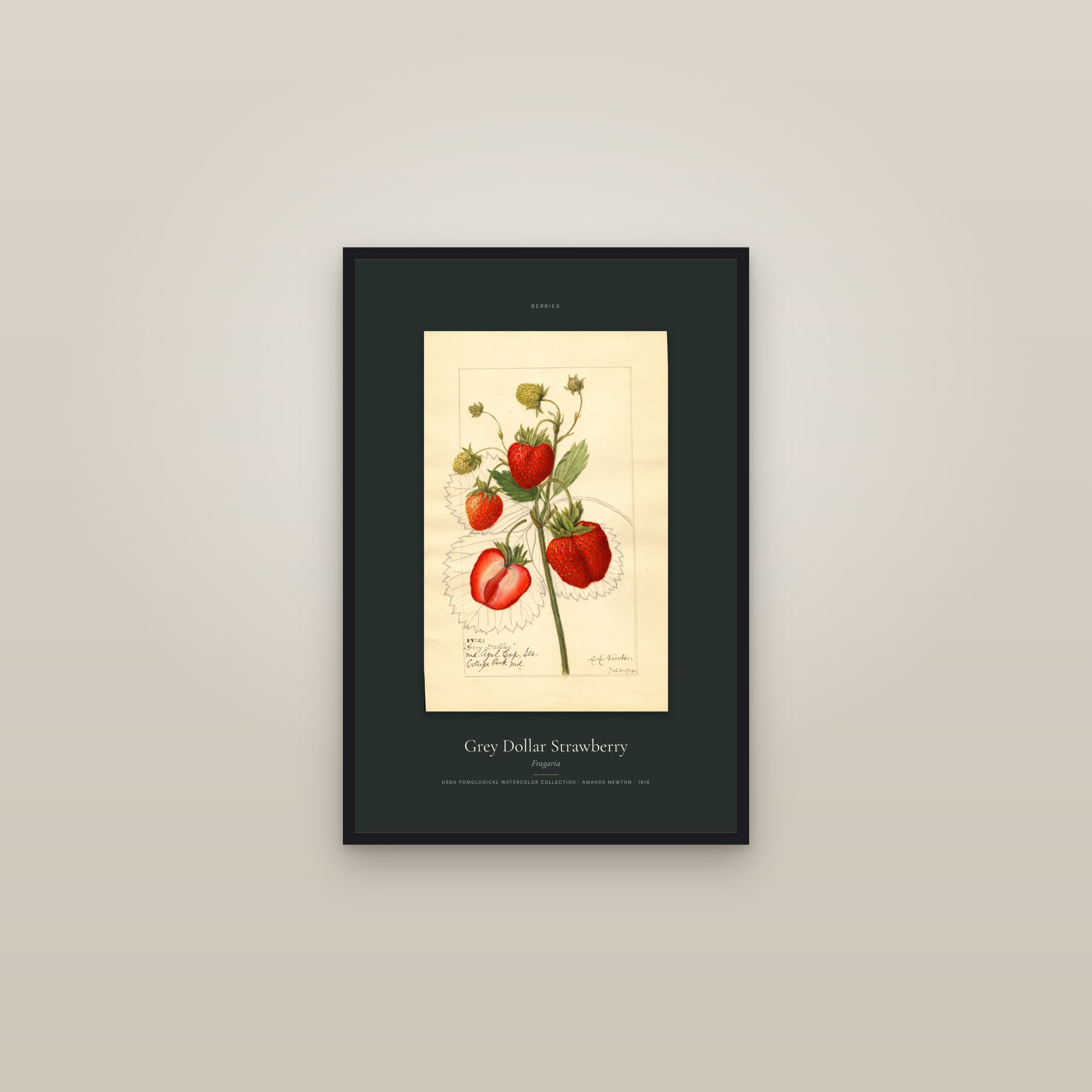 Grey Dollar Strawberry — Specimen — framed in a gallery setting