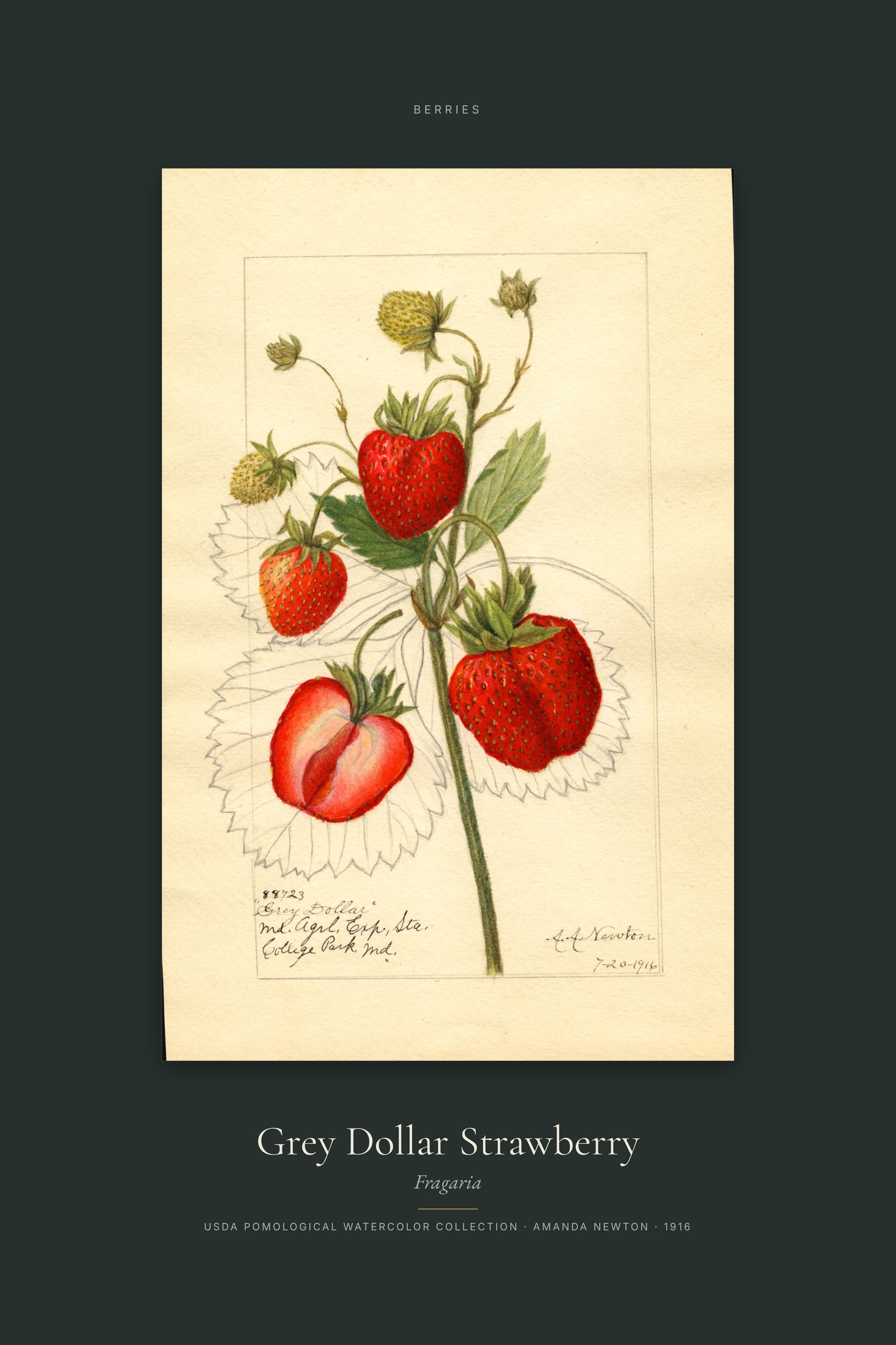 Grey Dollar Strawberry — Specimen