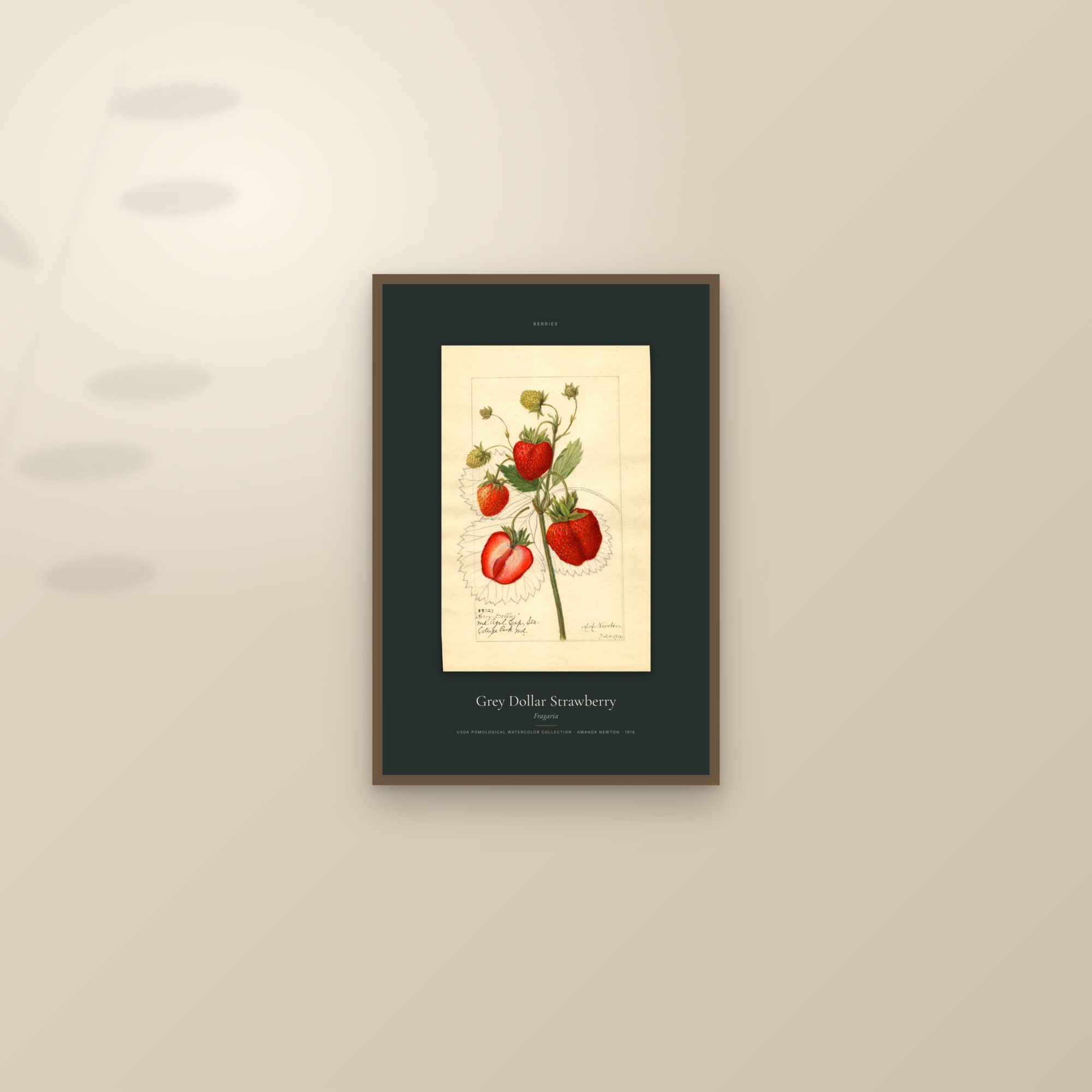 Grey Dollar Strawberry — Specimen — framed and styled on a sunlit wall