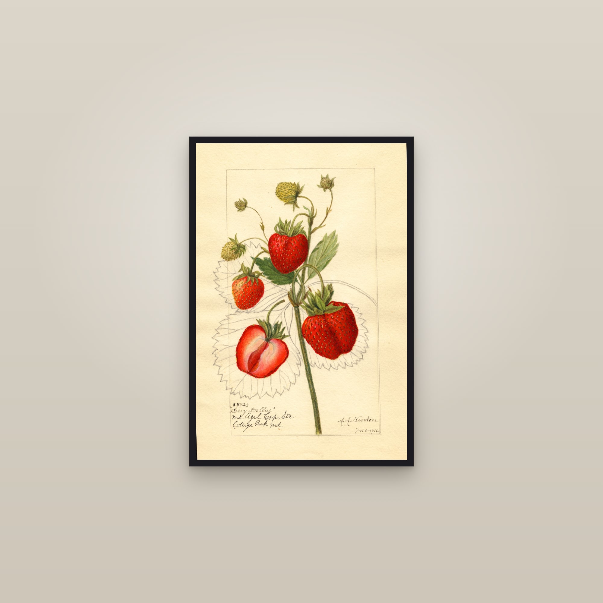 Grey Dollar Strawberry — framed in a gallery setting