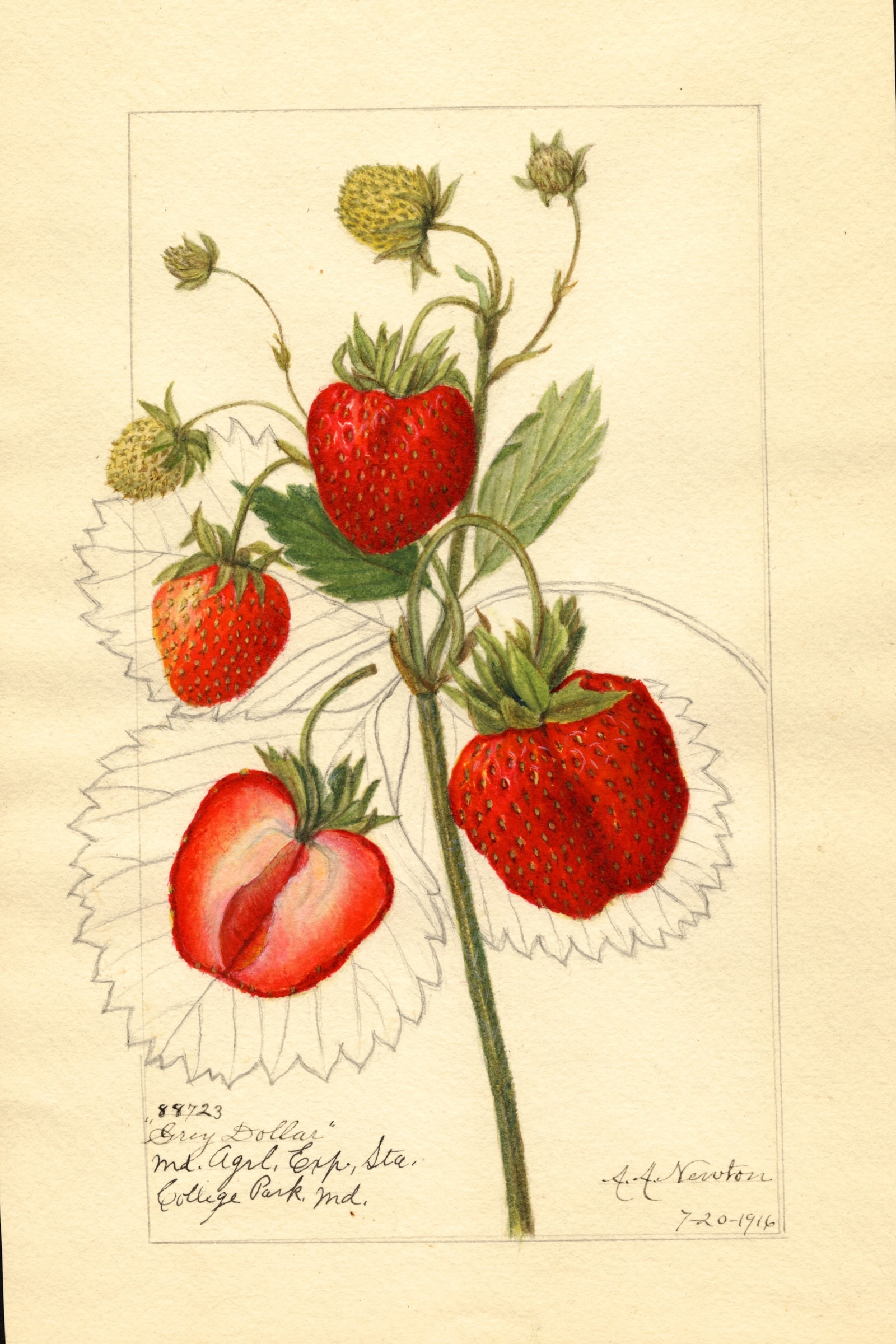 Grey Dollar Strawberry