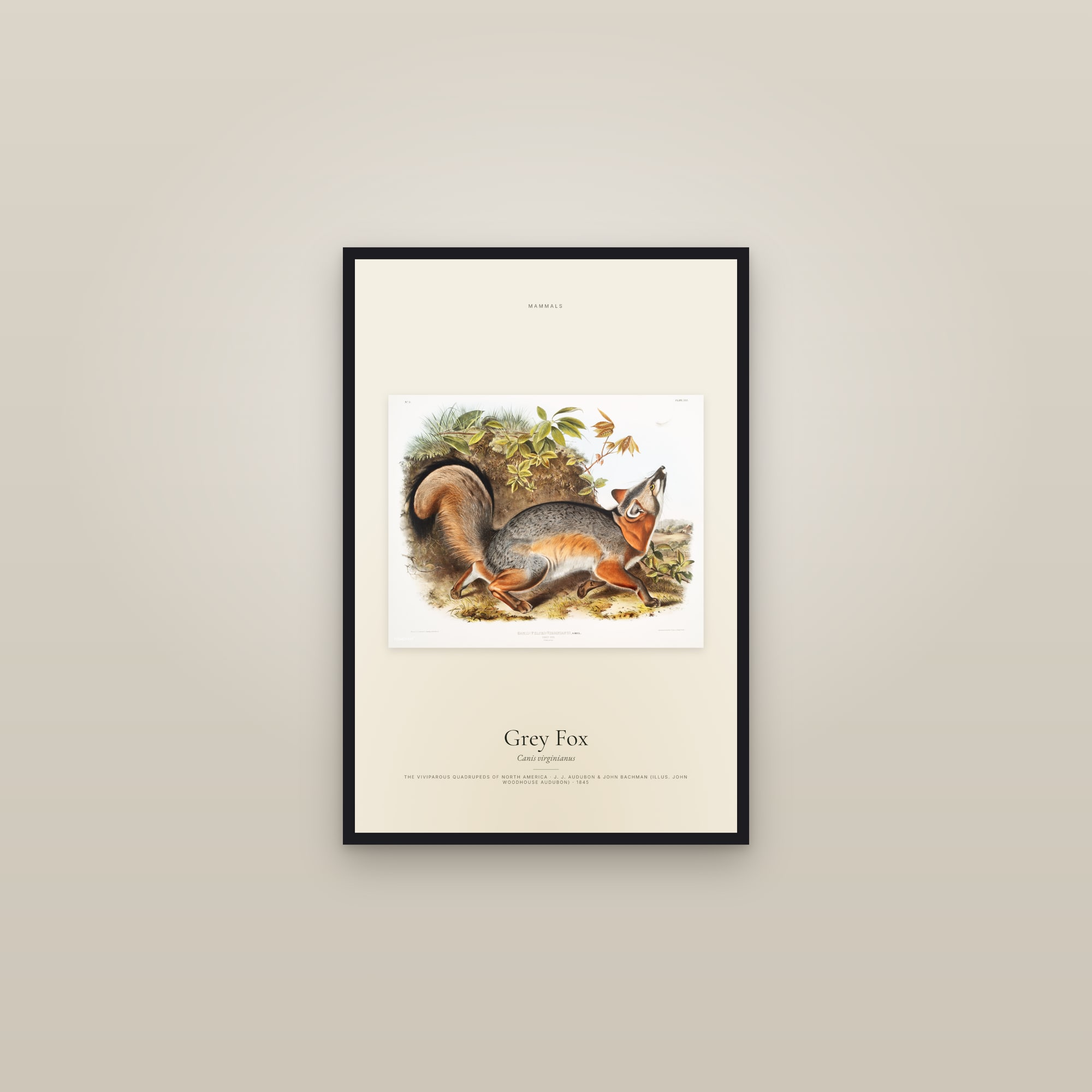 Grey Fox — framed in a gallery setting