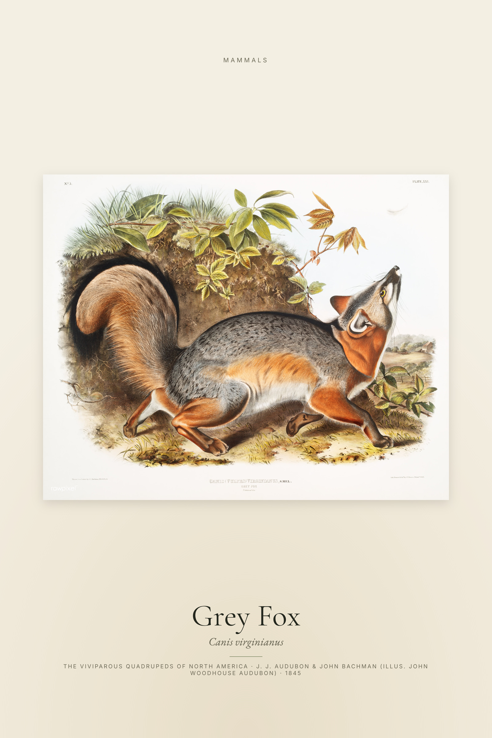 Grey Fox