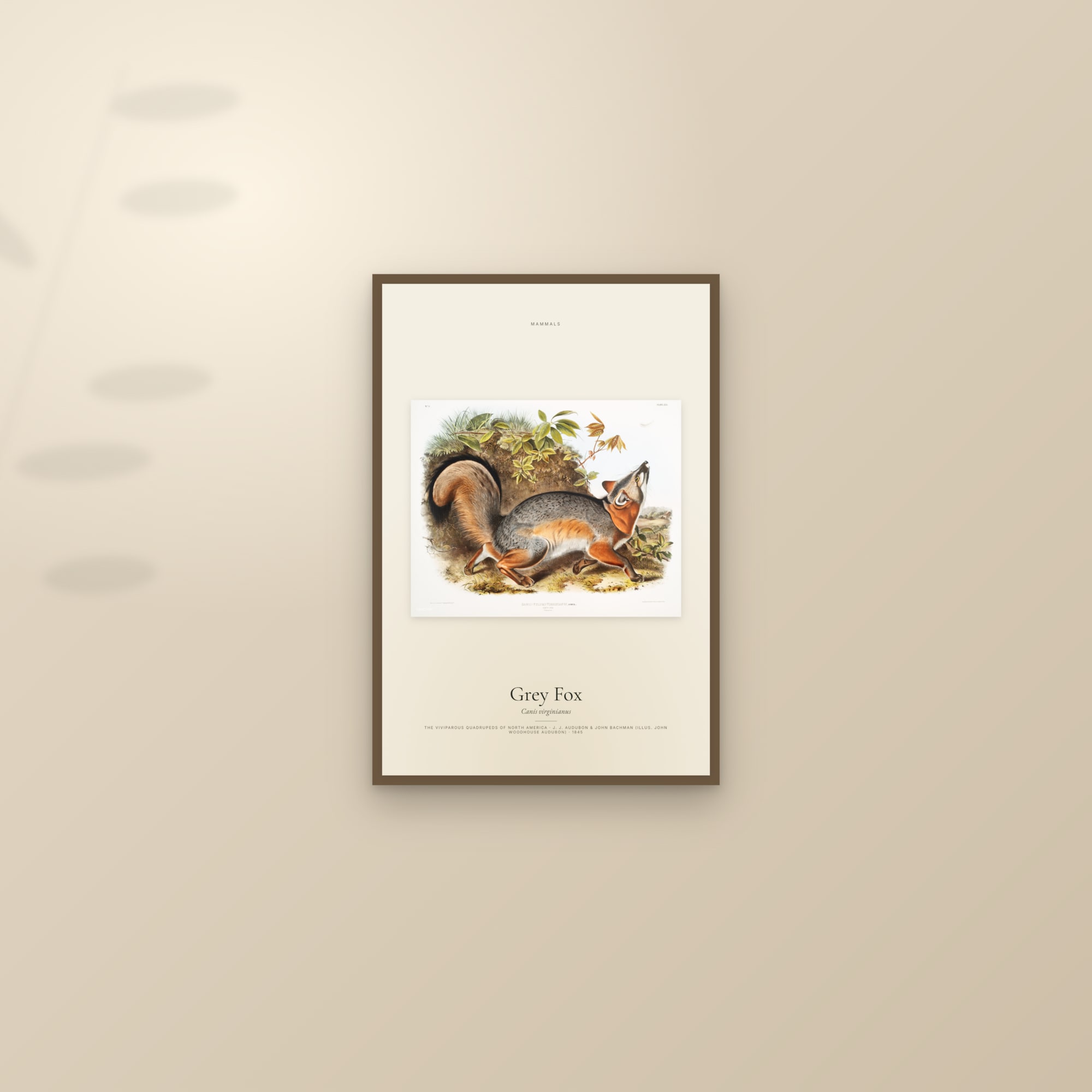 Grey Fox — framed and styled on a sunlit wall