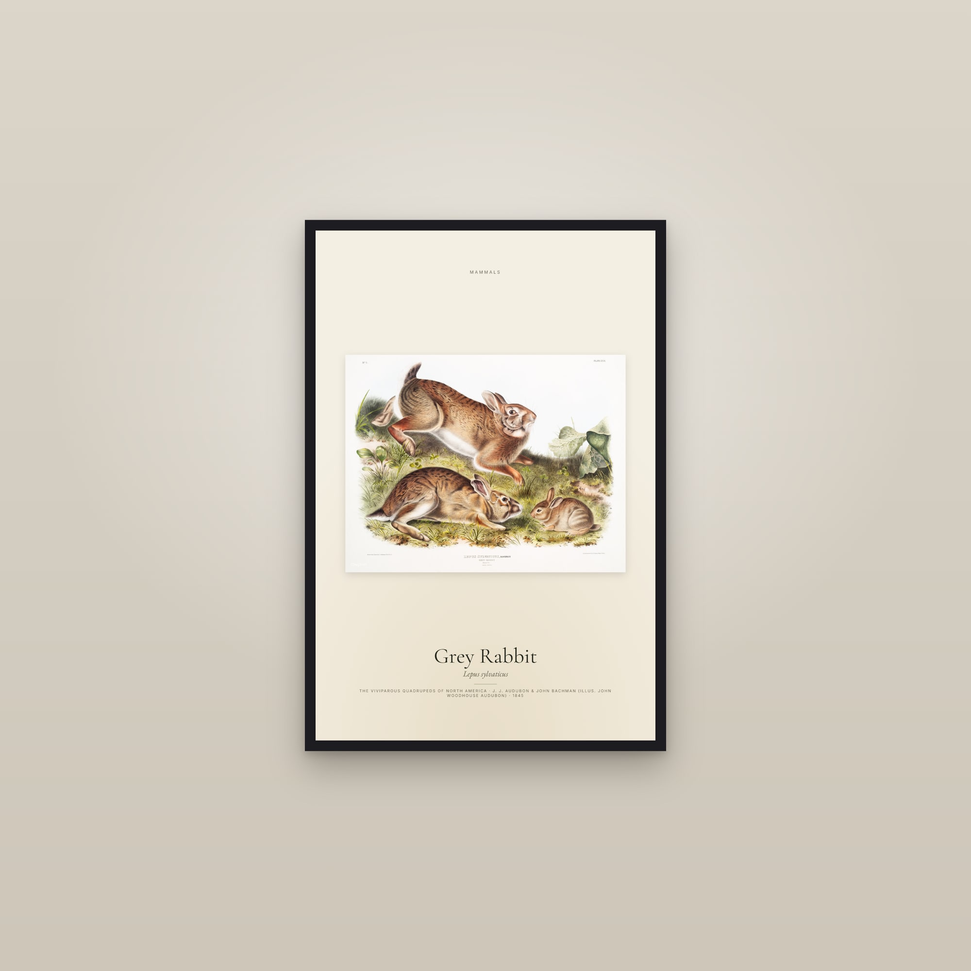 Grey Rabbit — framed in a gallery setting