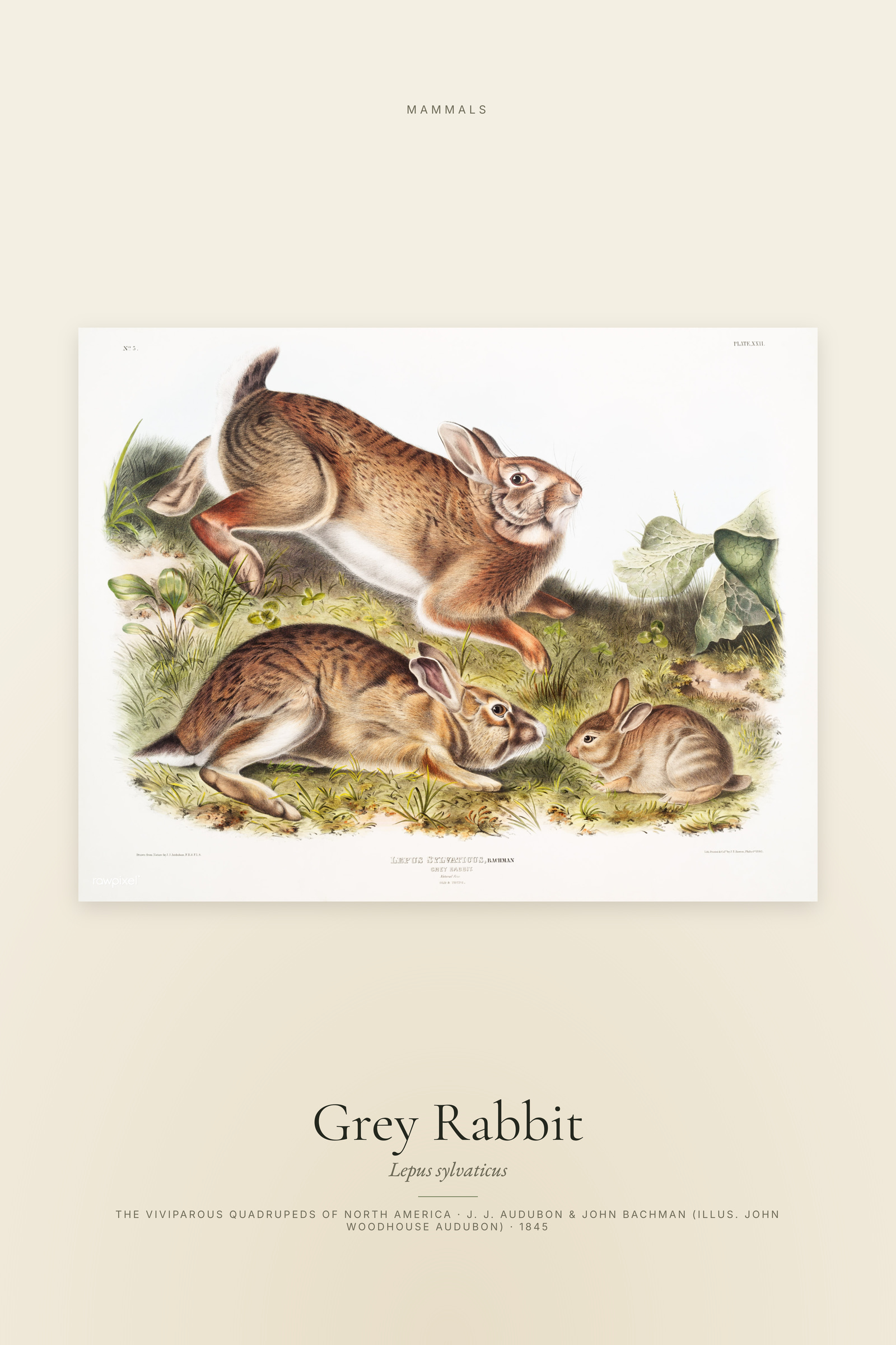 Grey Rabbit