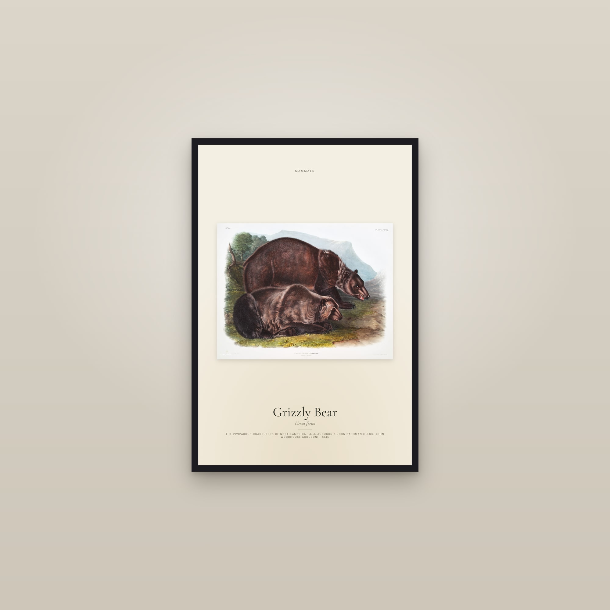 Grizzly Bear — framed in a gallery setting