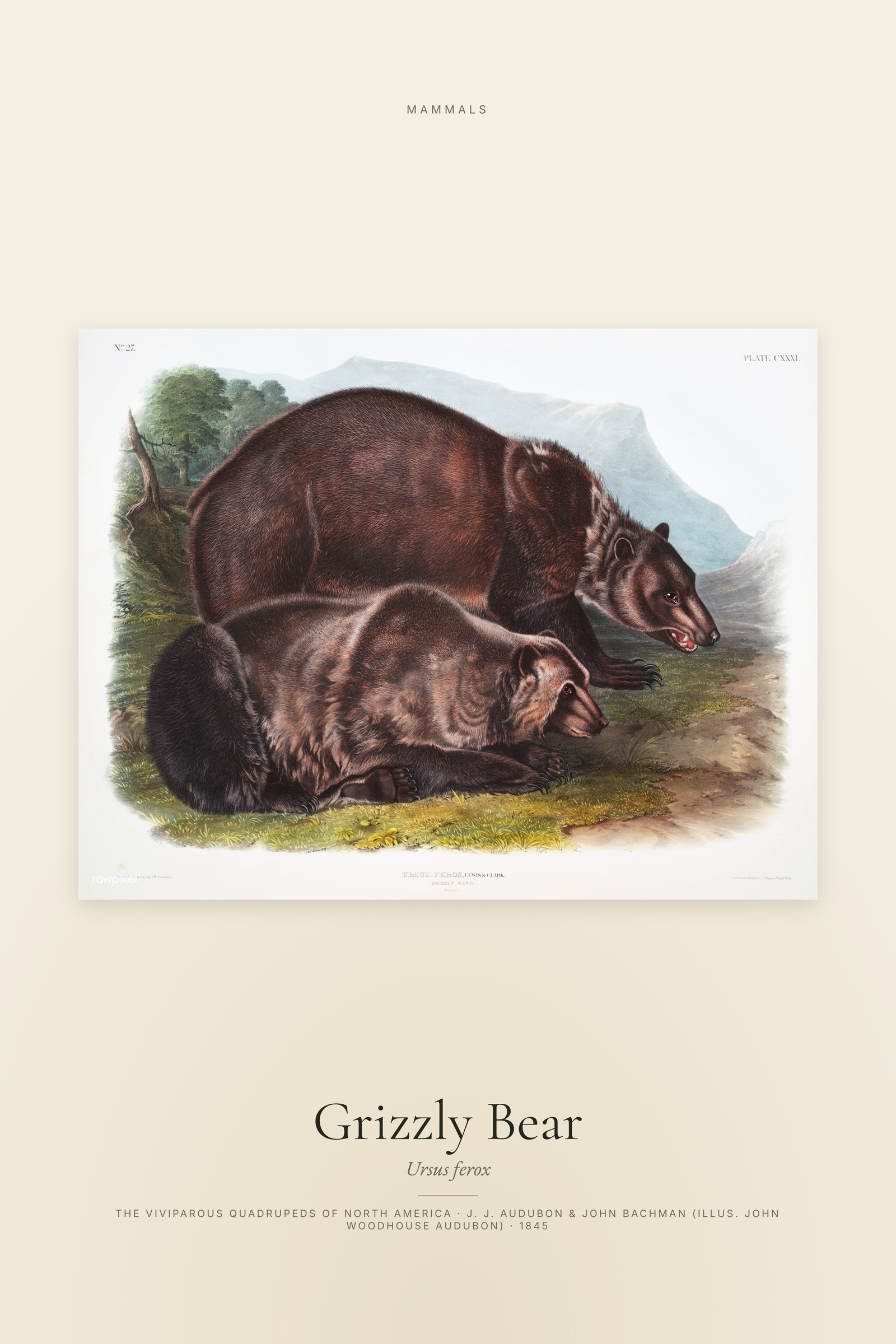Grizzly Bear