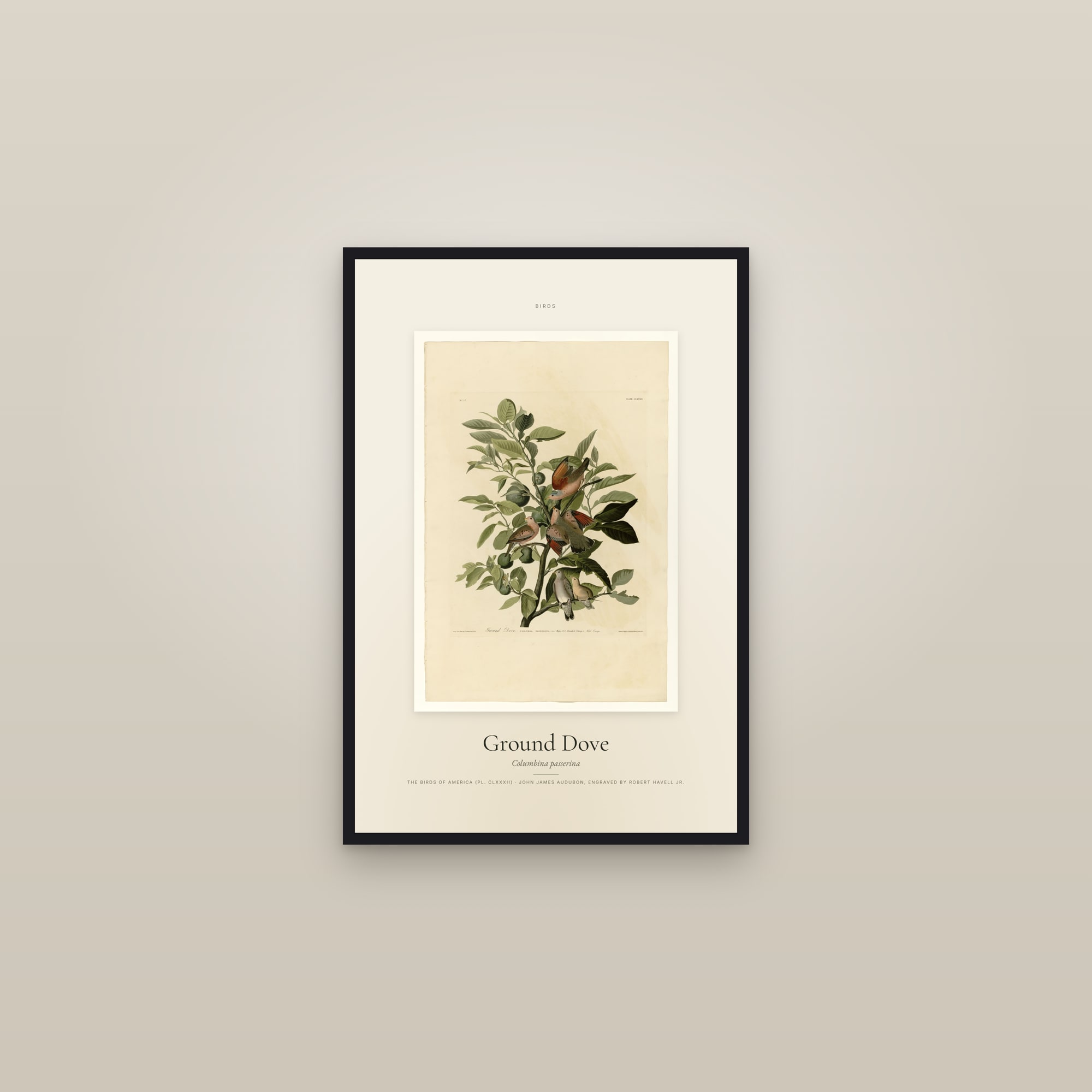 Ground Dove — Specimen — framed in a gallery setting