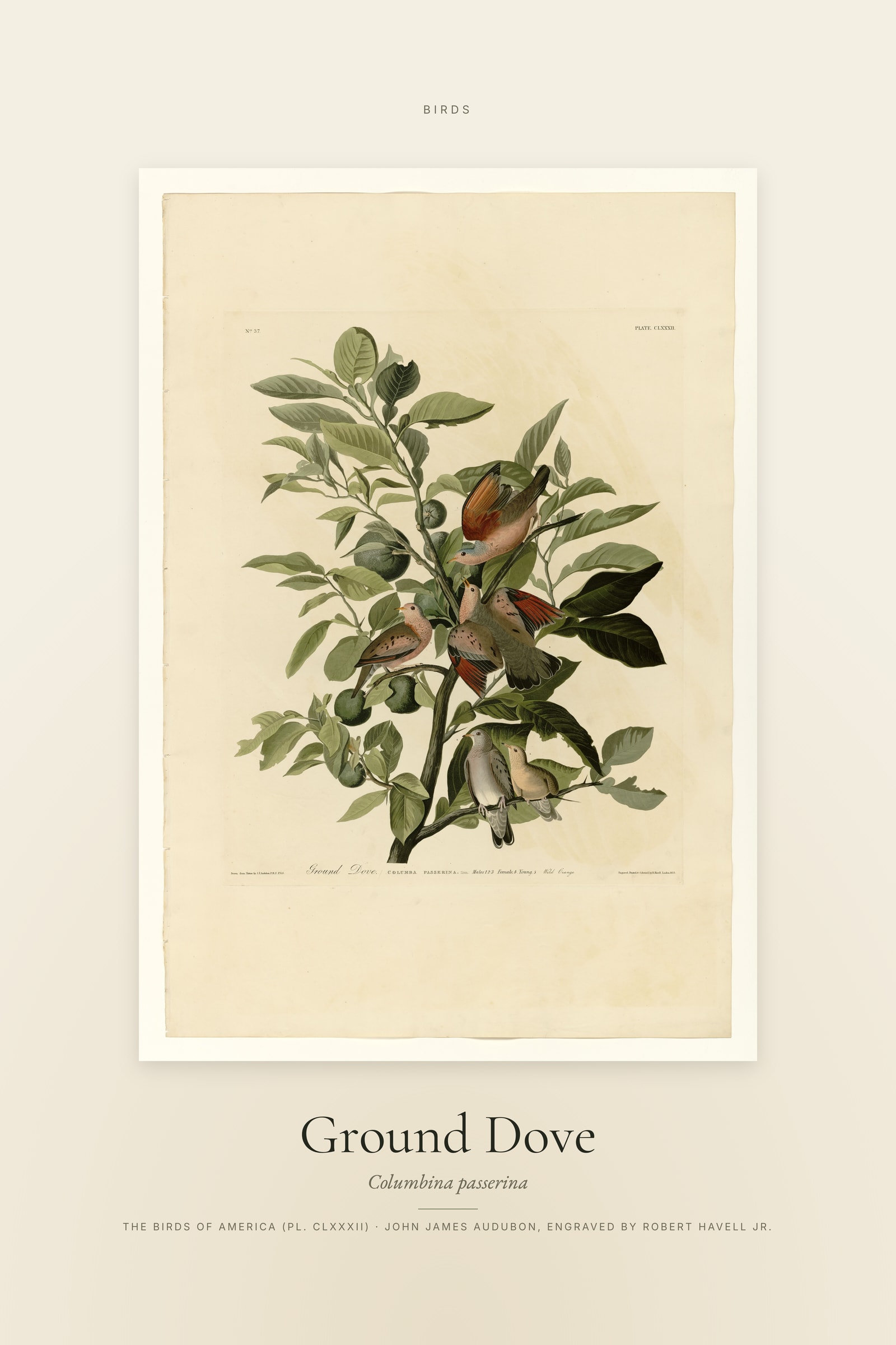Ground Dove — Specimen
