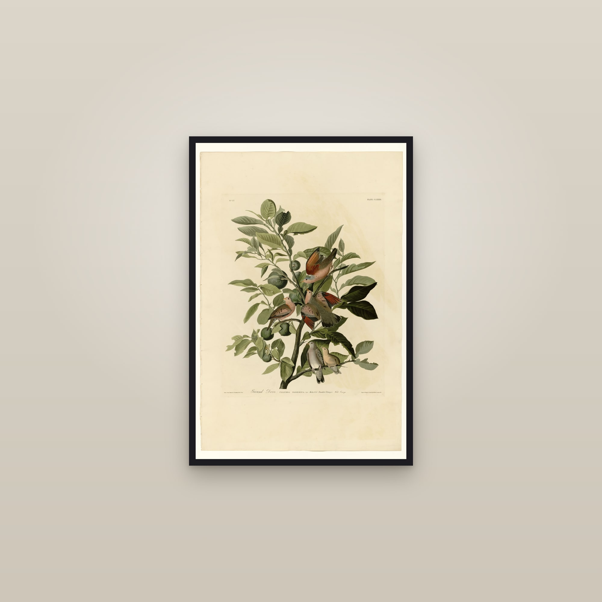 Ground Dove — framed in a gallery setting