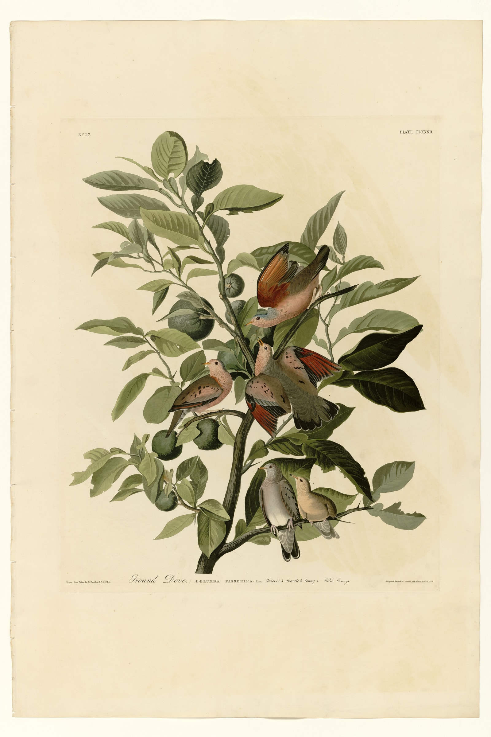 Ground Dove
