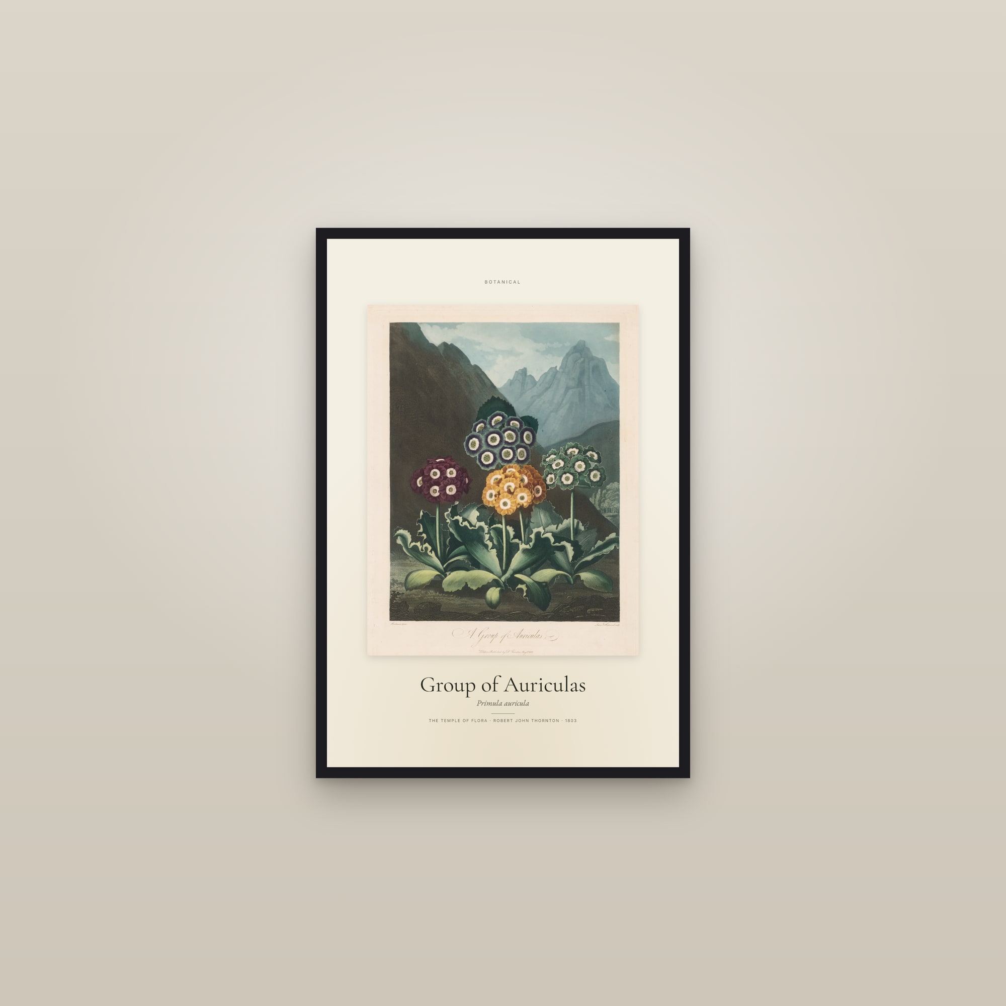 Group of Auriculas — Specimen — framed in a gallery setting