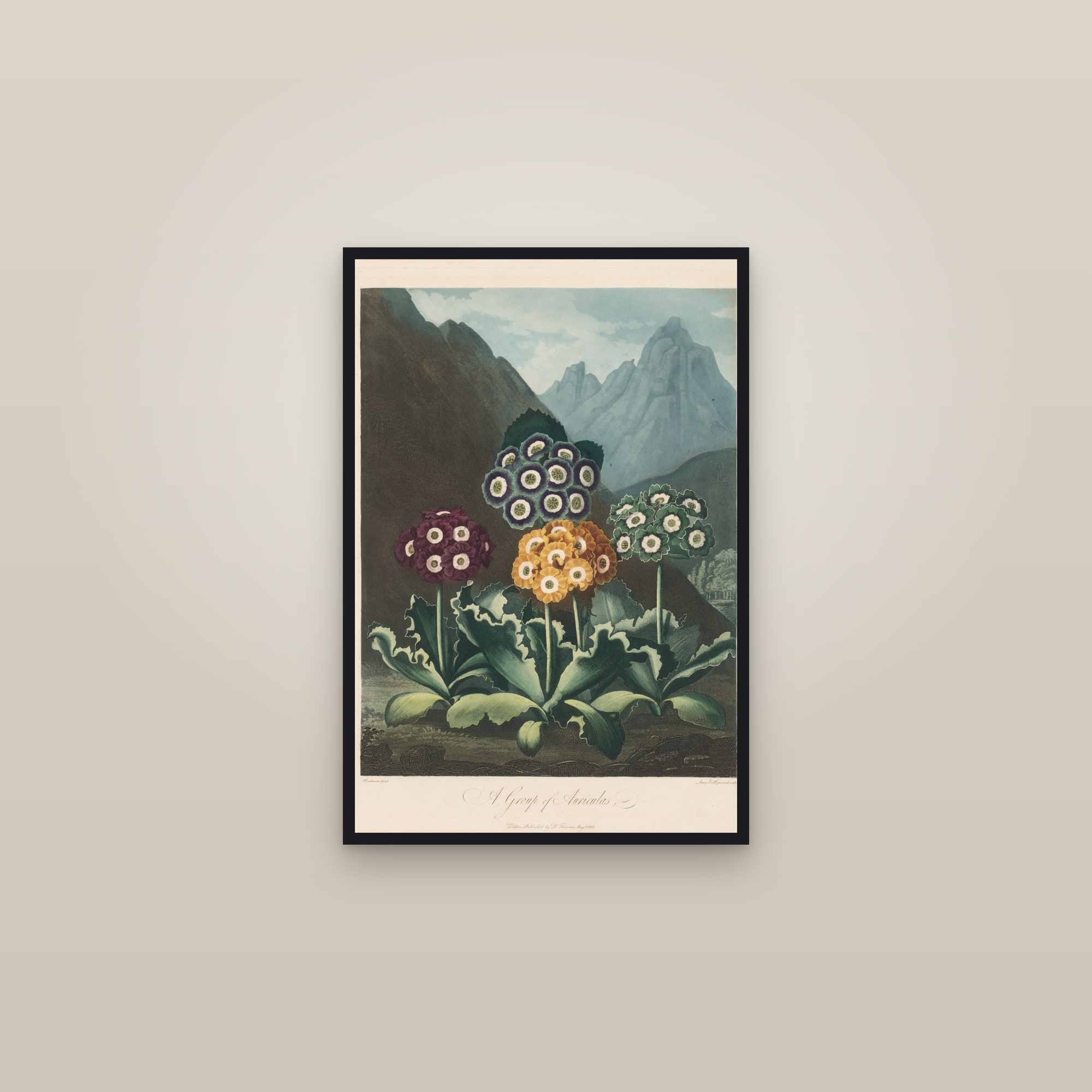 Group of Auriculas — framed in a gallery setting