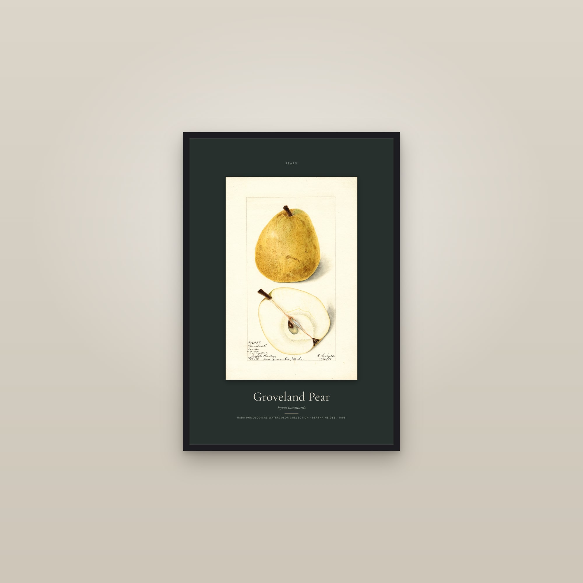 Groveland Pear — Specimen — framed in a gallery setting