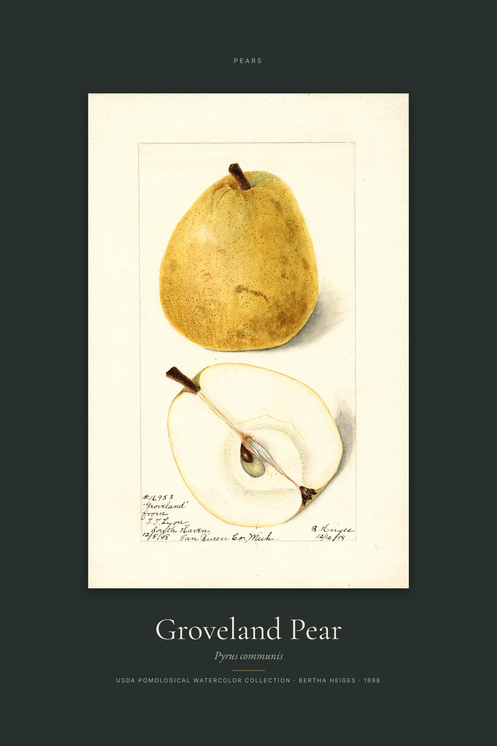 Groveland Pear — Specimen