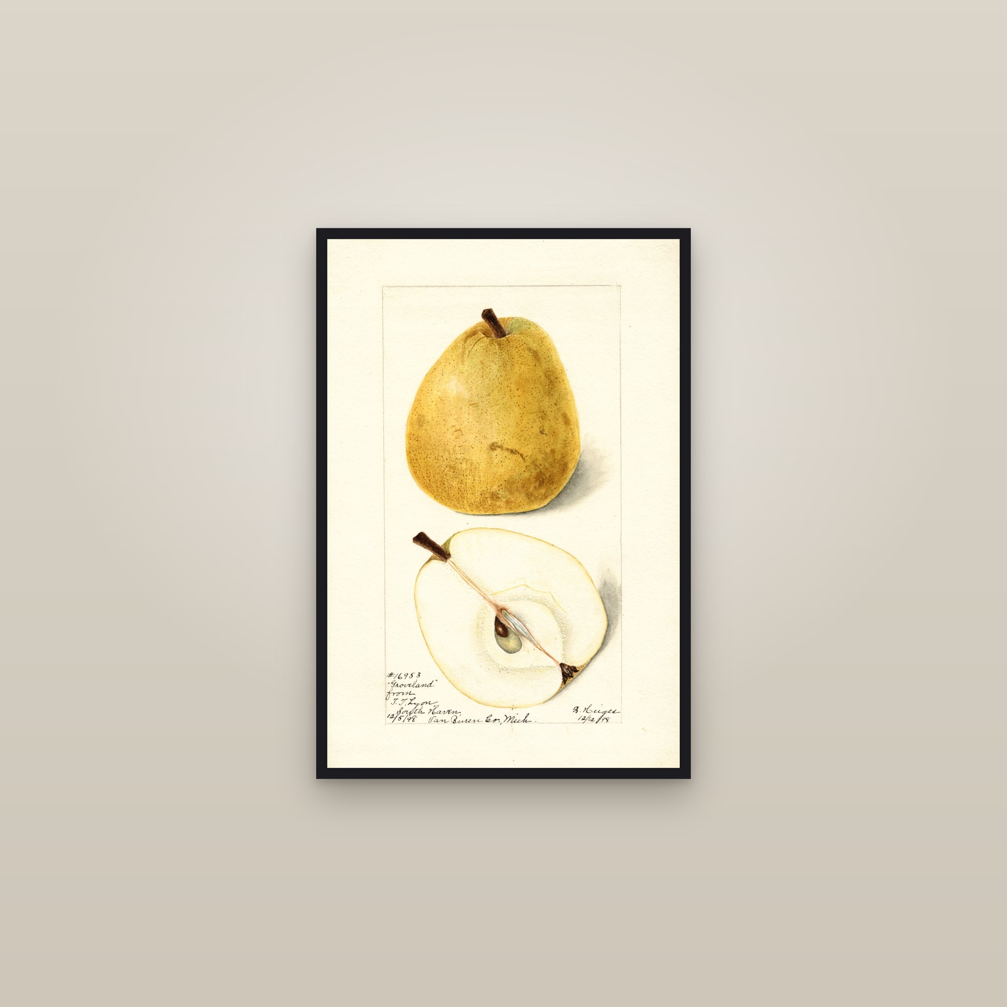 Groveland Pear — framed in a gallery setting