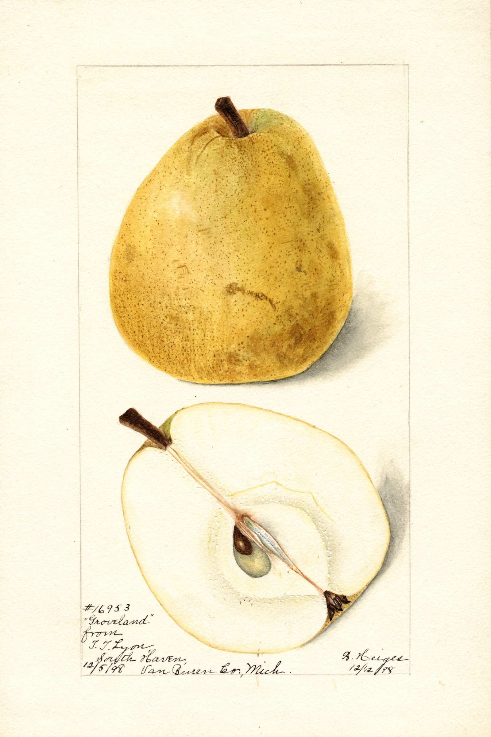Groveland Pear
