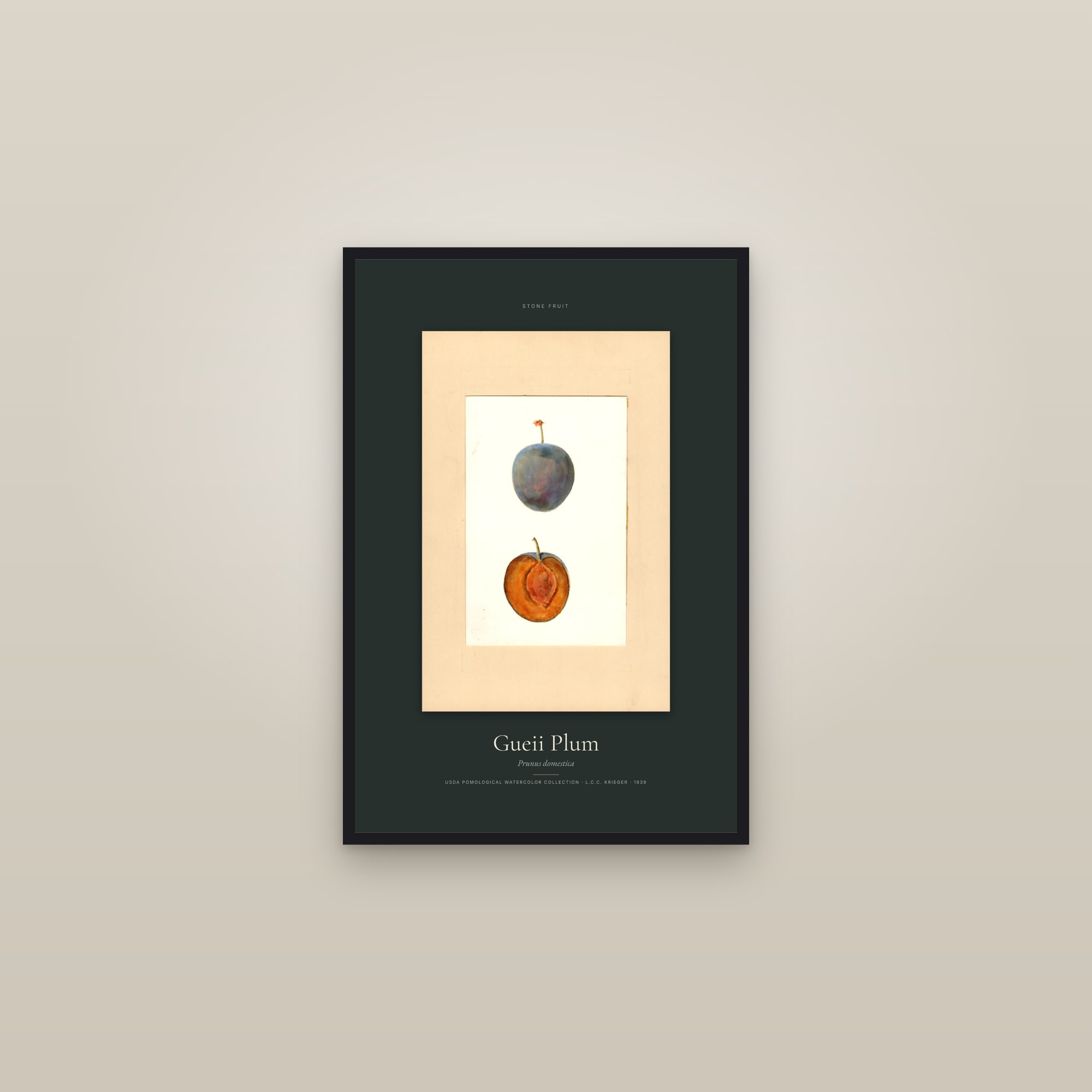 Gueii Plum — Specimen — framed in a gallery setting