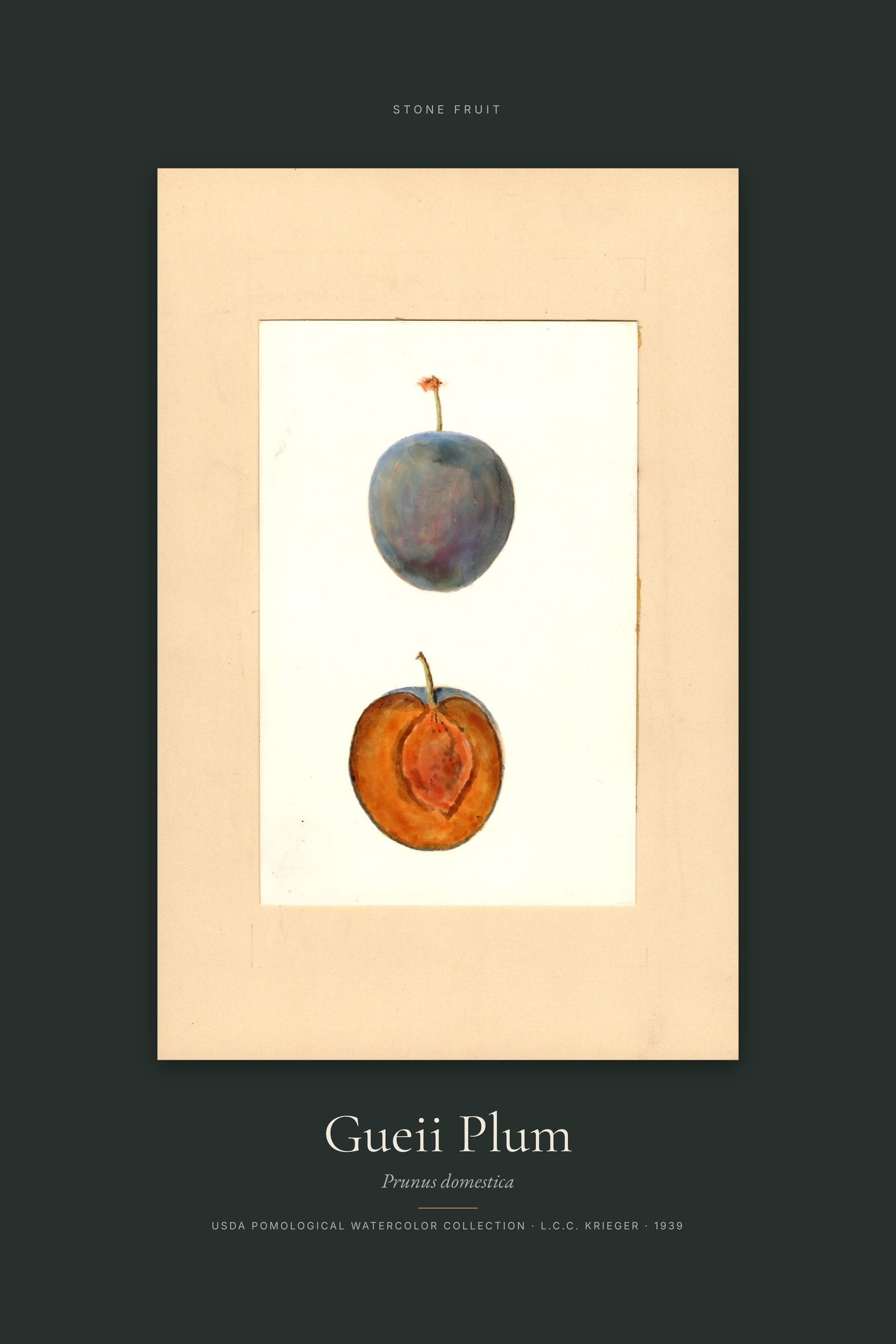 Gueii Plum — Specimen