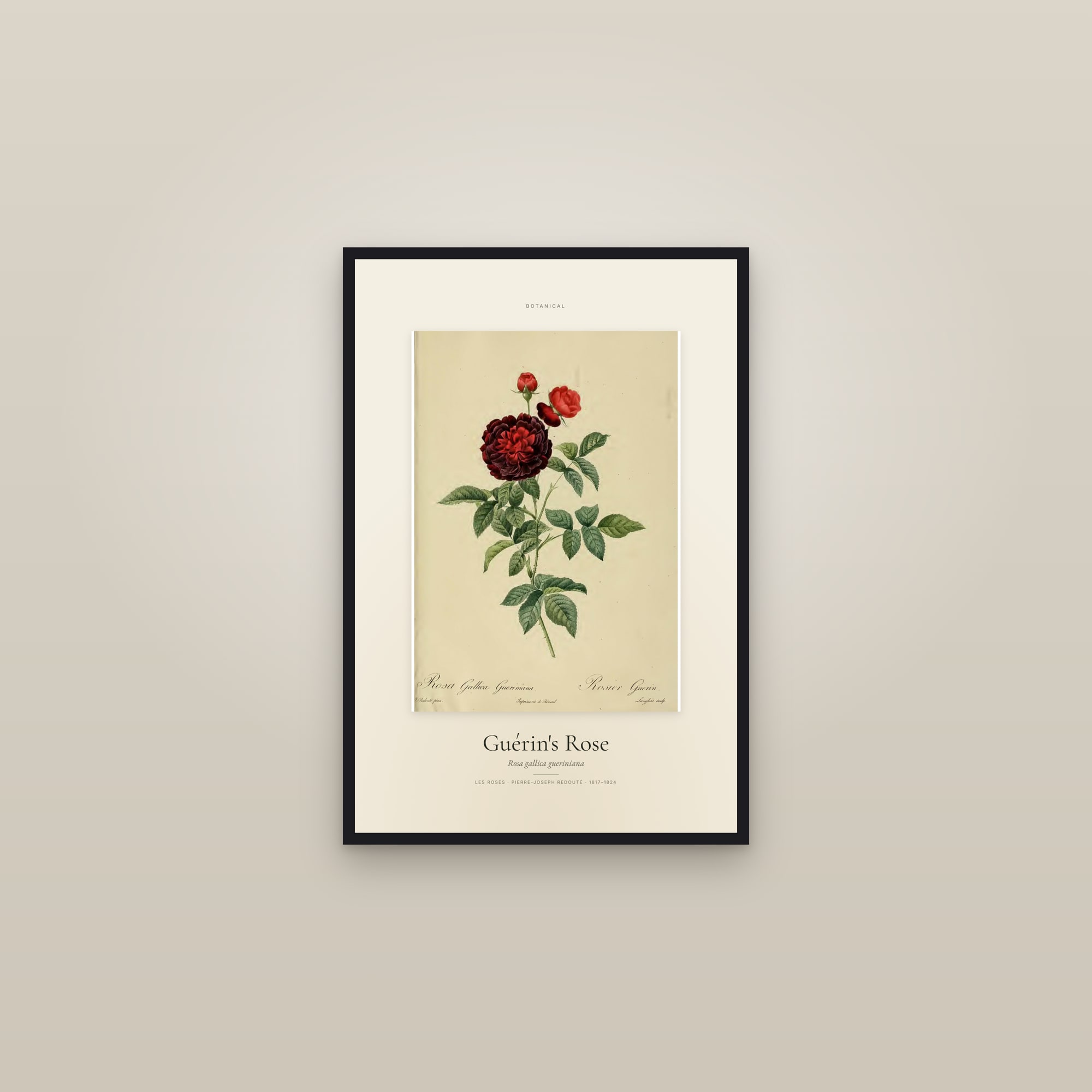 Guérin's Rose — Specimen — framed in a gallery setting